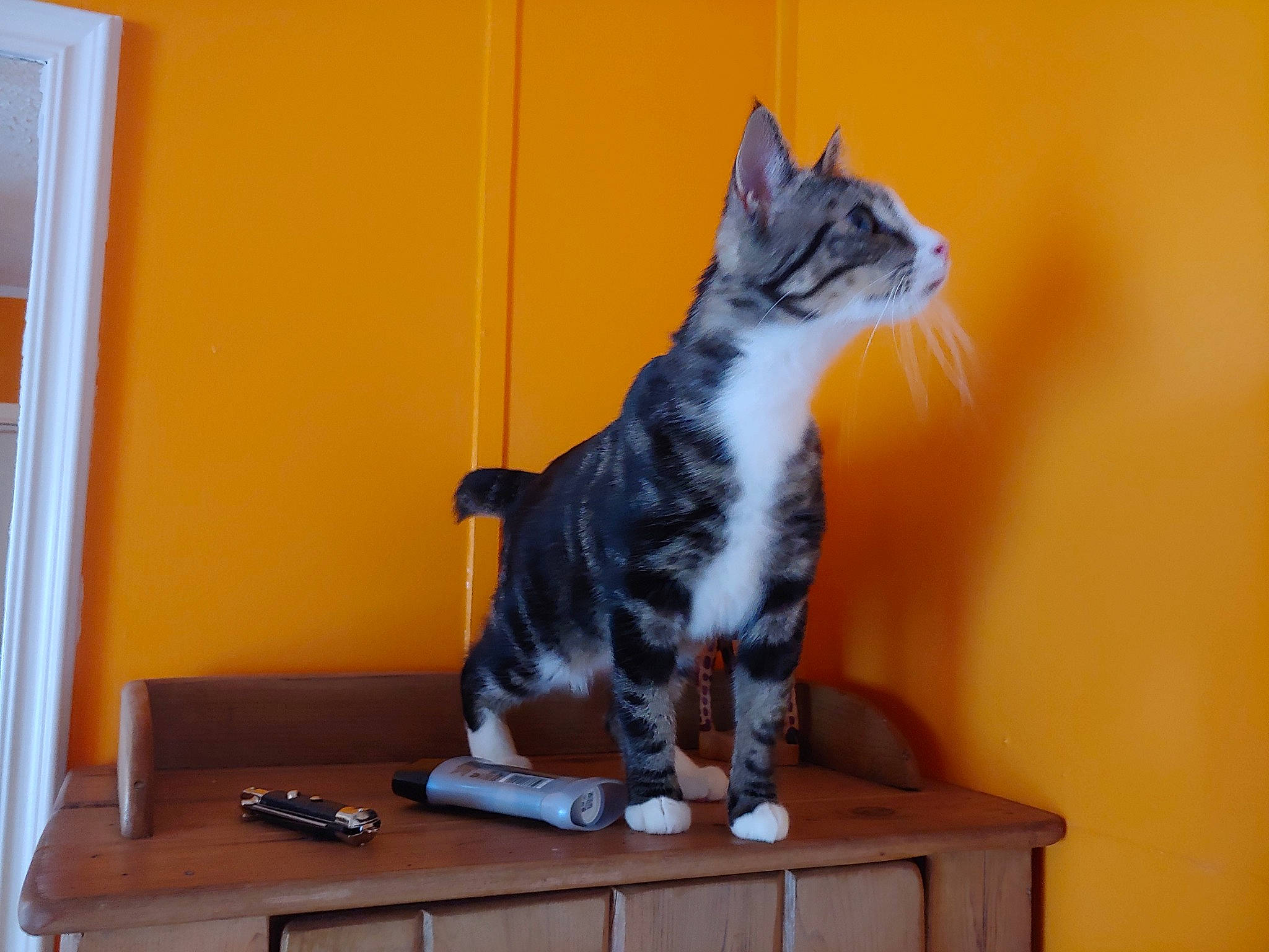 Bobbi is registered to the contest to win money with this photo: aegean_cat, american_shorthair, american_wirehair, asian, carnivore, cat, domestic_short_haired_cat, european_shorthair, felidae, kitten, paw, polydactyl_cat, small_to_medium_sized_cats, tabby_cat, tail, whiskers