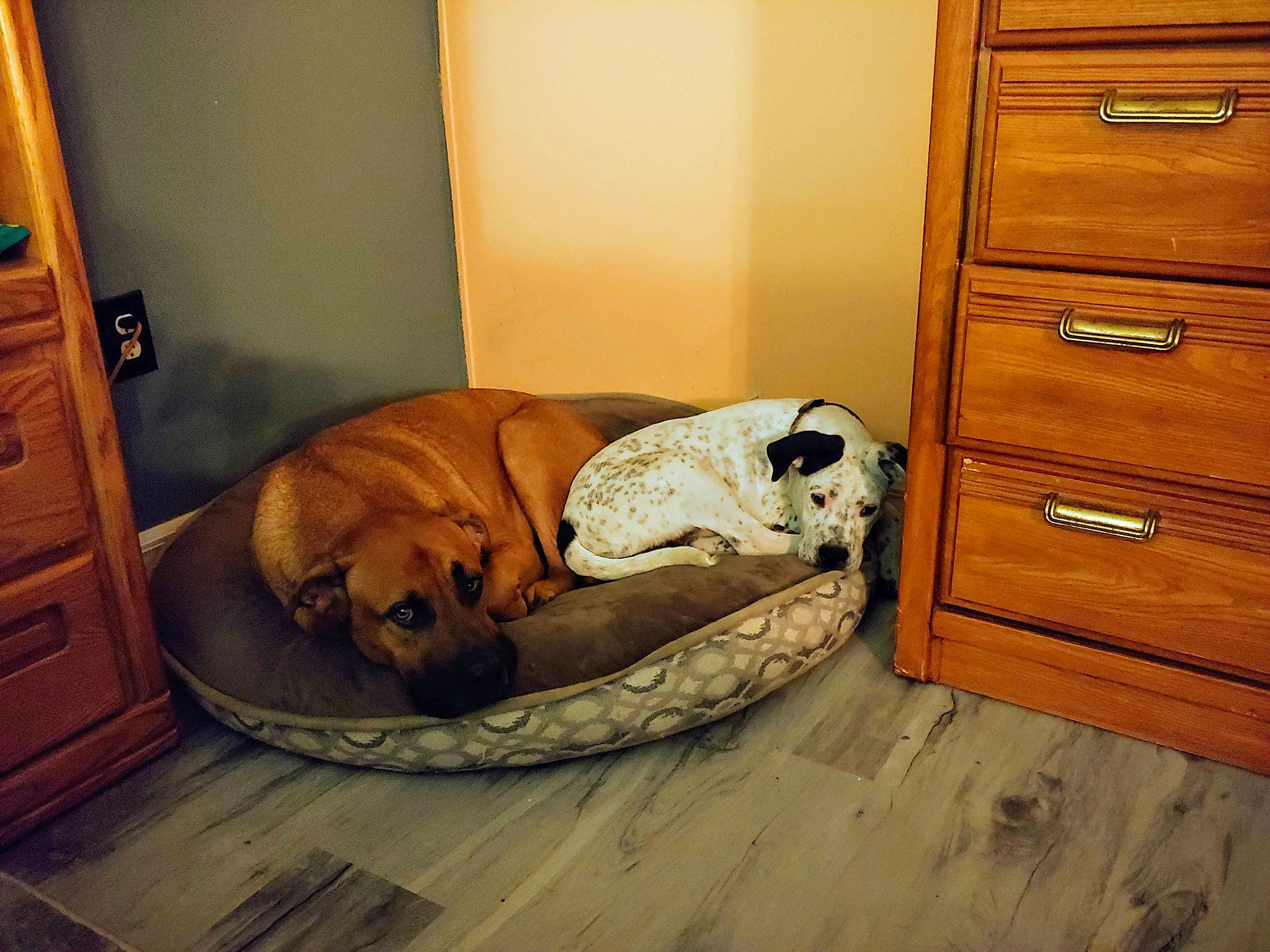 Tucker joined the competition — help win amazing prizes! canidae, carnivore, comfort, companion_dog, dog, dog_breed, fawn, floor, flooring, furniture, hardwood, puggle, room, snout, sporting_group, wood, wood_flooring, wood_stain
