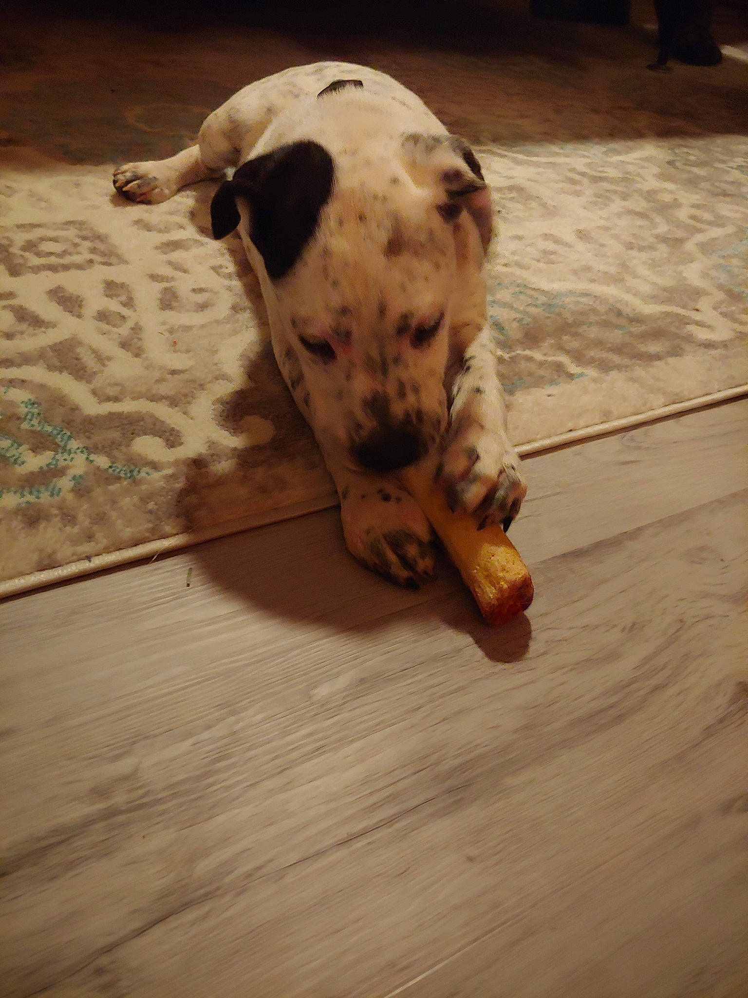 Tucker is registered to the contest to win money with this photo: american_bulldog, canidae, carnivore, dalmatian, dog, dog_breed, fawn, floor, flooring, non_sporting_group, puppy, snout, sporting_group, wood