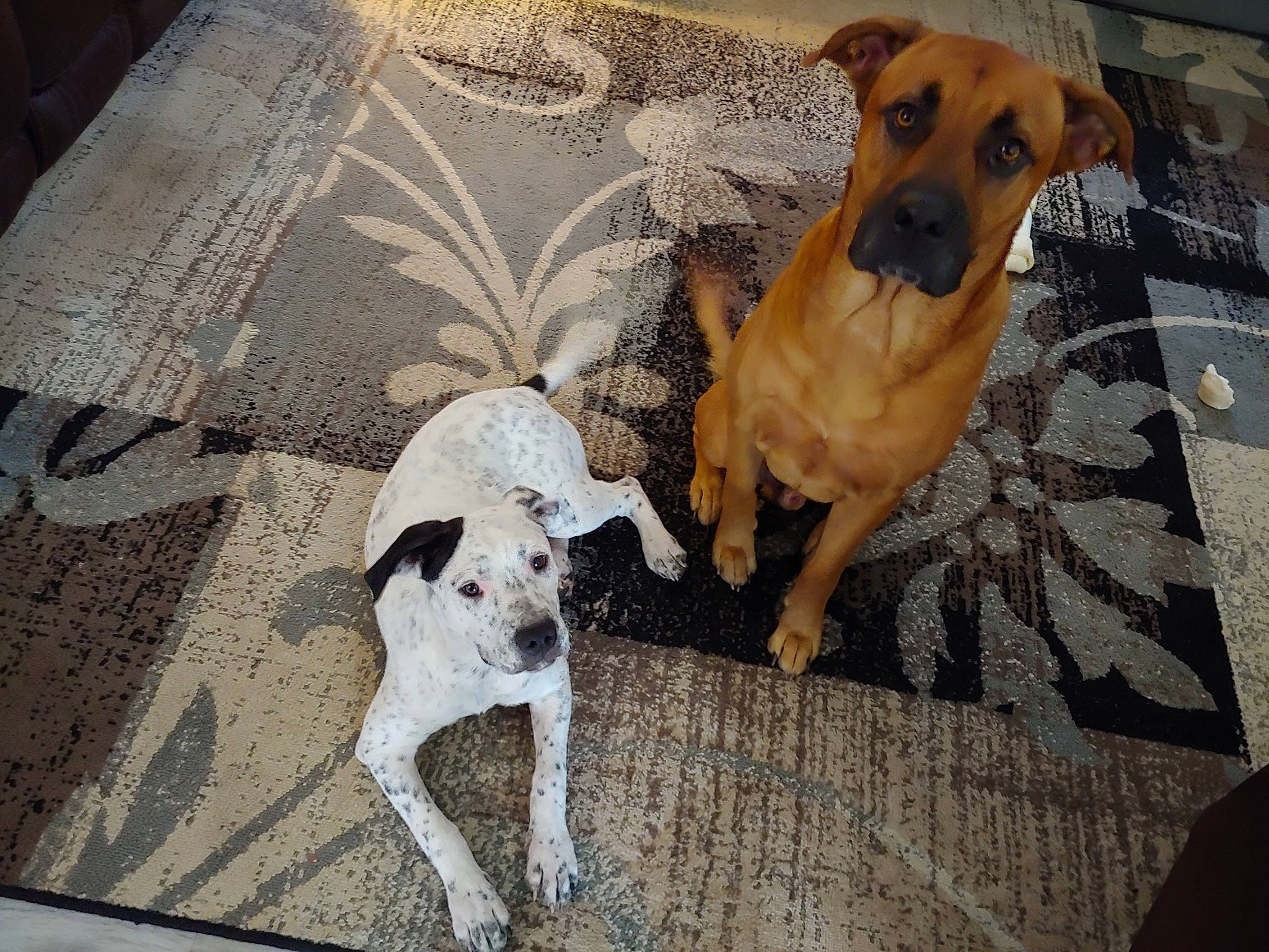 Tucker is registered to the contest to win money with this photo: black_mouth_cur, canidae, carnivore, companion_dog, dog, dog_breed, fawn, mammal, puppy_love, rare_breed_dog, street_dog, vertebrate