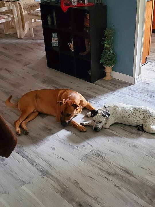 Tucker is registered to the contest to win money with this photo: canidae, carnivore, companion_dog, coonhound, dog, dog_breed, fawn, floor, flooring, hardwood, sporting_group, wood