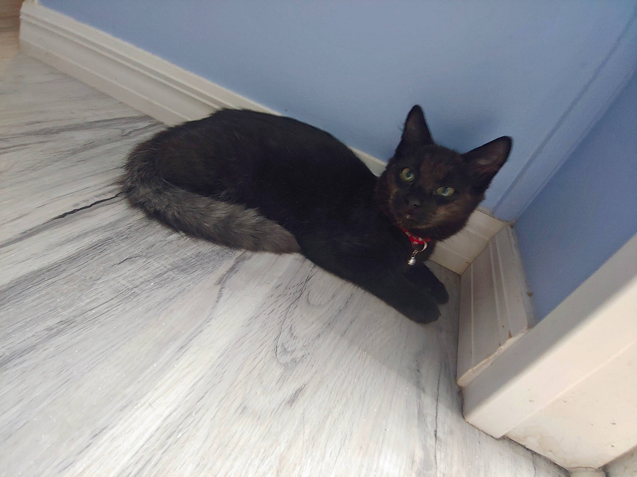 Skeeter joined the competition — help win amazing prizes! black_cat, bombay, carnivore, cat, domestic_short_haired_cat, felidae, floor, small_to_medium_sized_cats, tail, whiskers, wood