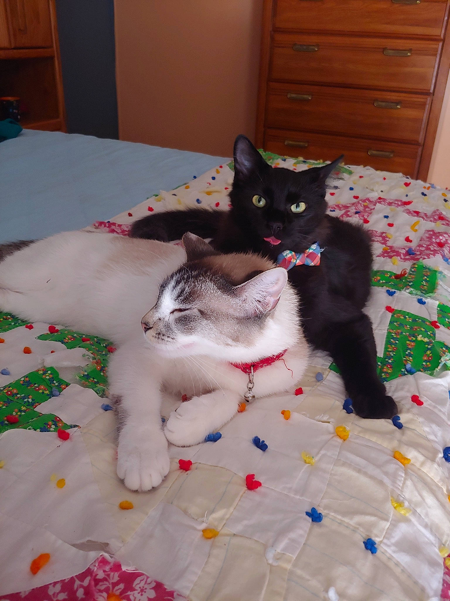 Skeeter is registered to the contest to win money with this photo: asian, black, black_cat, carnivore, cat, domestic_short_haired_cat, felidae, german_rex, kitten, mammal, paw, polydactyl_cat, room, small_to_medium_sized_cats, tail, vertebrate, whiskers