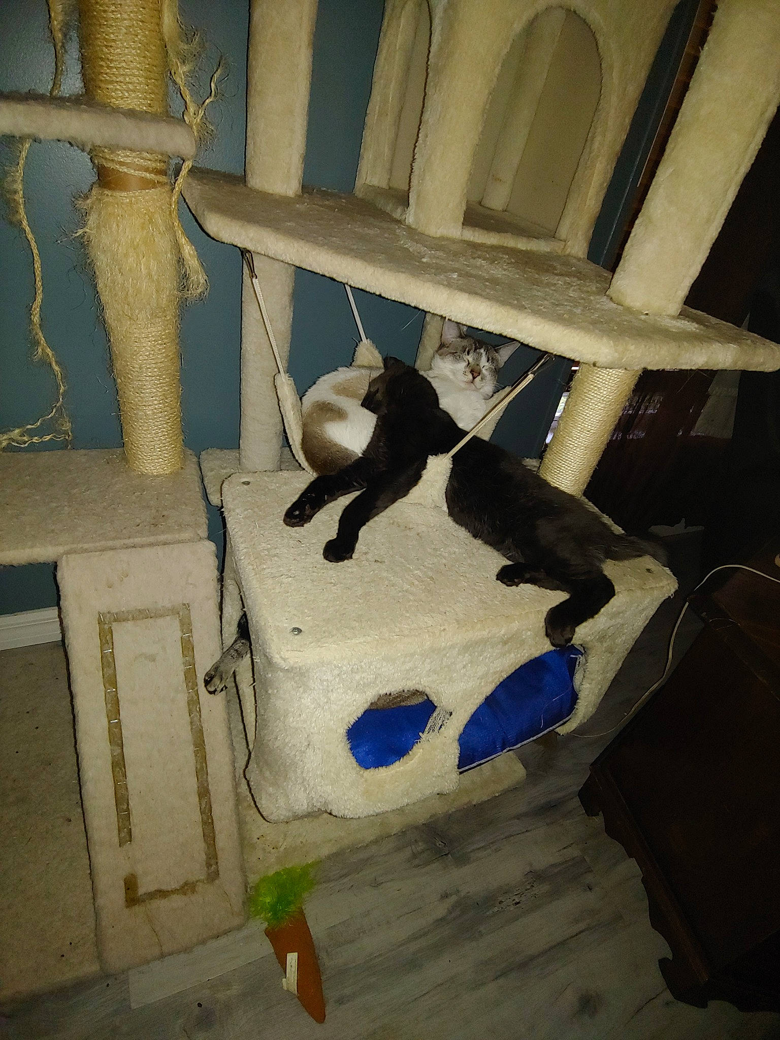 Skeeter is registered to the contest to win money with this photo: boston_terrier, canidae, carnivore, cat, felidae, non_sporting_group, small_to_medium_sized_cats, tail