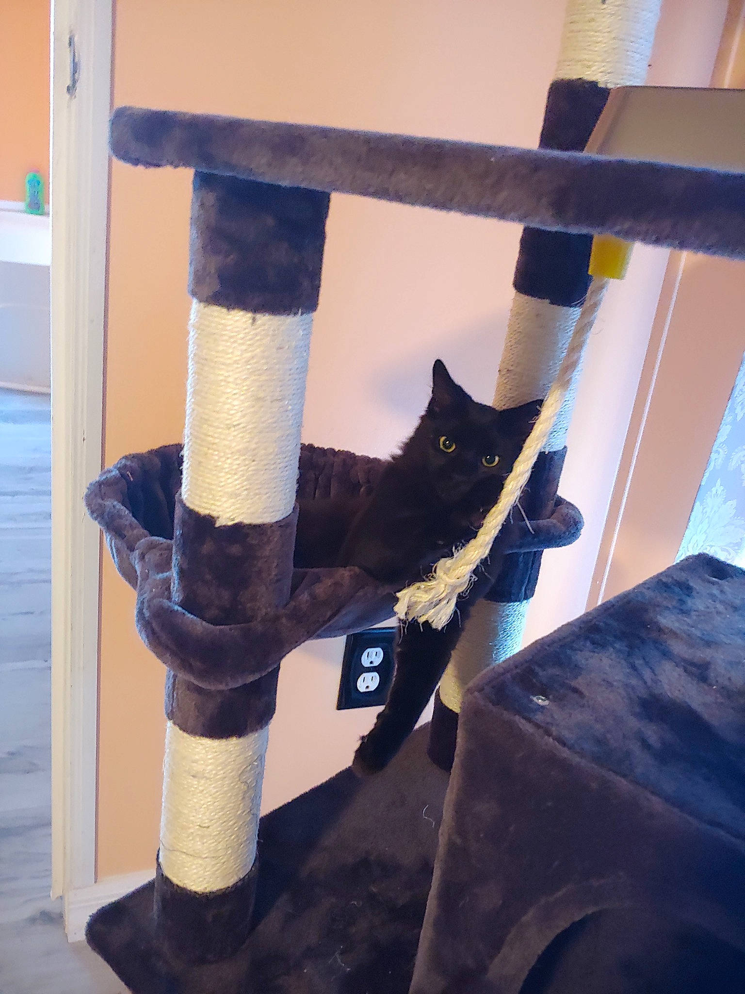 Skeeter joined the competition — help win amazing prizes! cat, felidae, pipe, small_to_medium_sized_cats