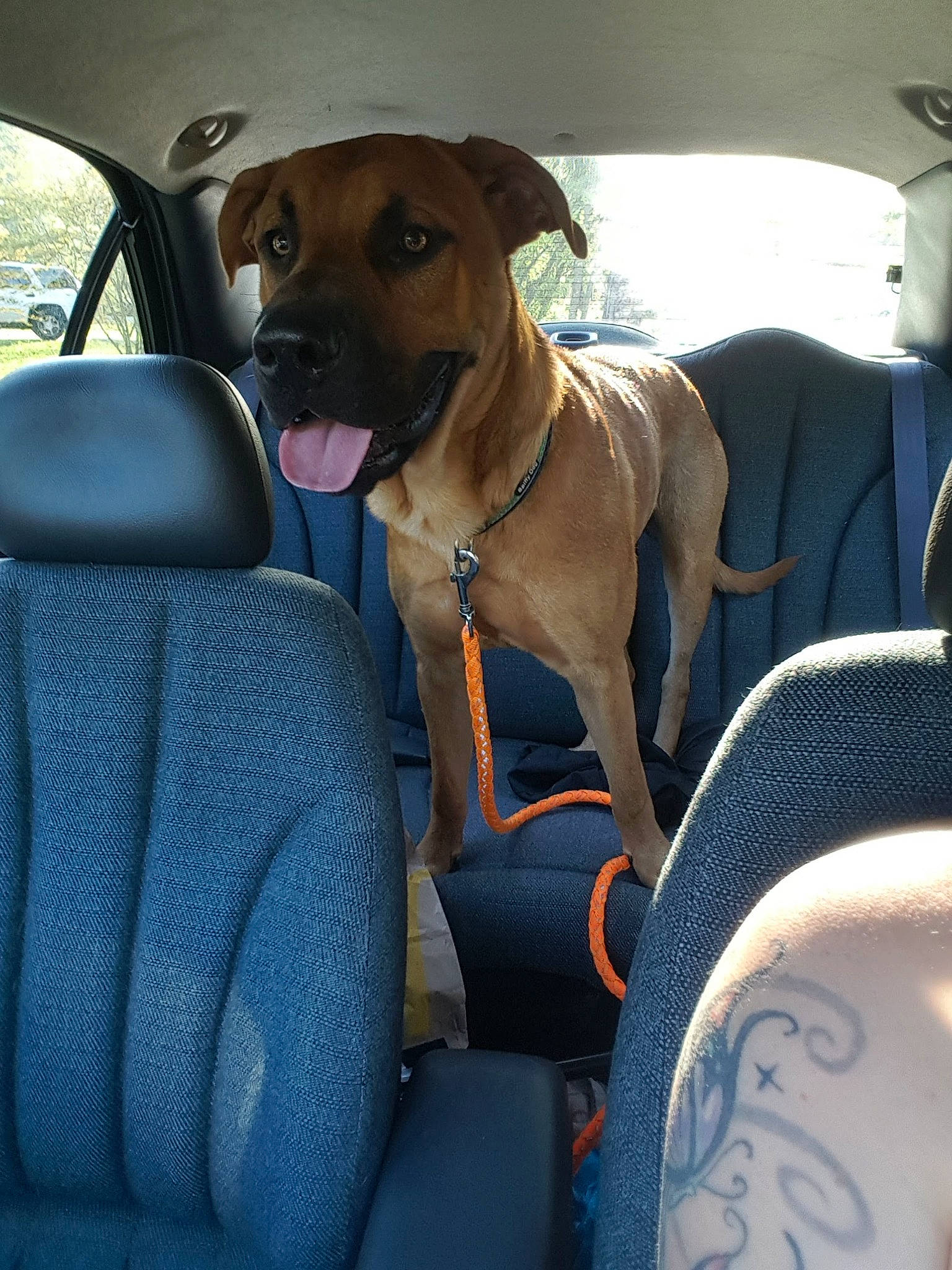 Bocephus is registered to the contest to win money with this photo: black_mouth_cur, canidae, car, car_seat, carnivore, dog, dog_breed, fawn, guard_dog, mammal, snout, sporting_group, vehicle