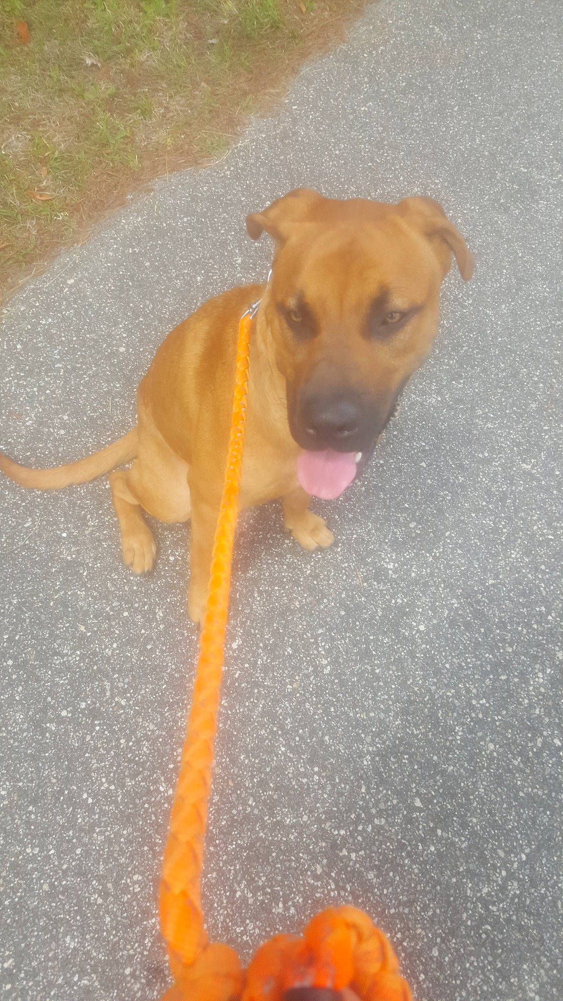 Bocephus is registered to the contest to win money with this photo: american_pit_bull_terrier, beagador, black_mouth_cur, canidae, carnivore, dog, dog_breed, fawn, mammal, mountain_cur, pit_bull, potcake_dog, puppy, rare_breed_dog, rhodesian_ridgeback, snout, sporting_group, street_dog, tail, vertebrate