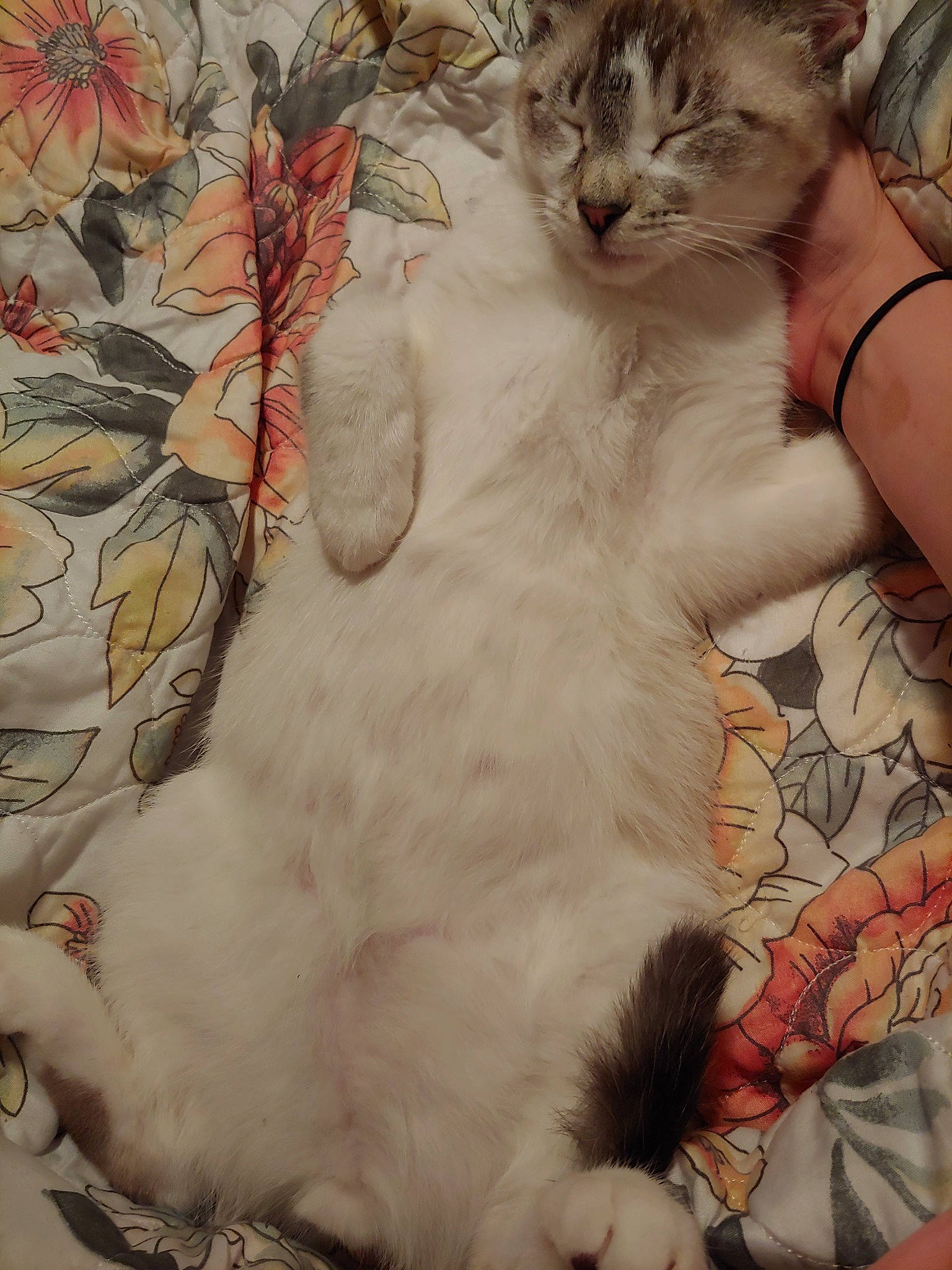 Squidward is registered to the contest to win money with this photo: aegean_cat, american_curl, asian, carnivore, cat, claw, domestic_long_haired_cat, european_shorthair, fawn, felidae, fur, kitten, norwegian_forest_cat, polydactyl_cat, ragamuffin, ragdoll, small_to_medium_sized_cats, turkish_van, whiskers