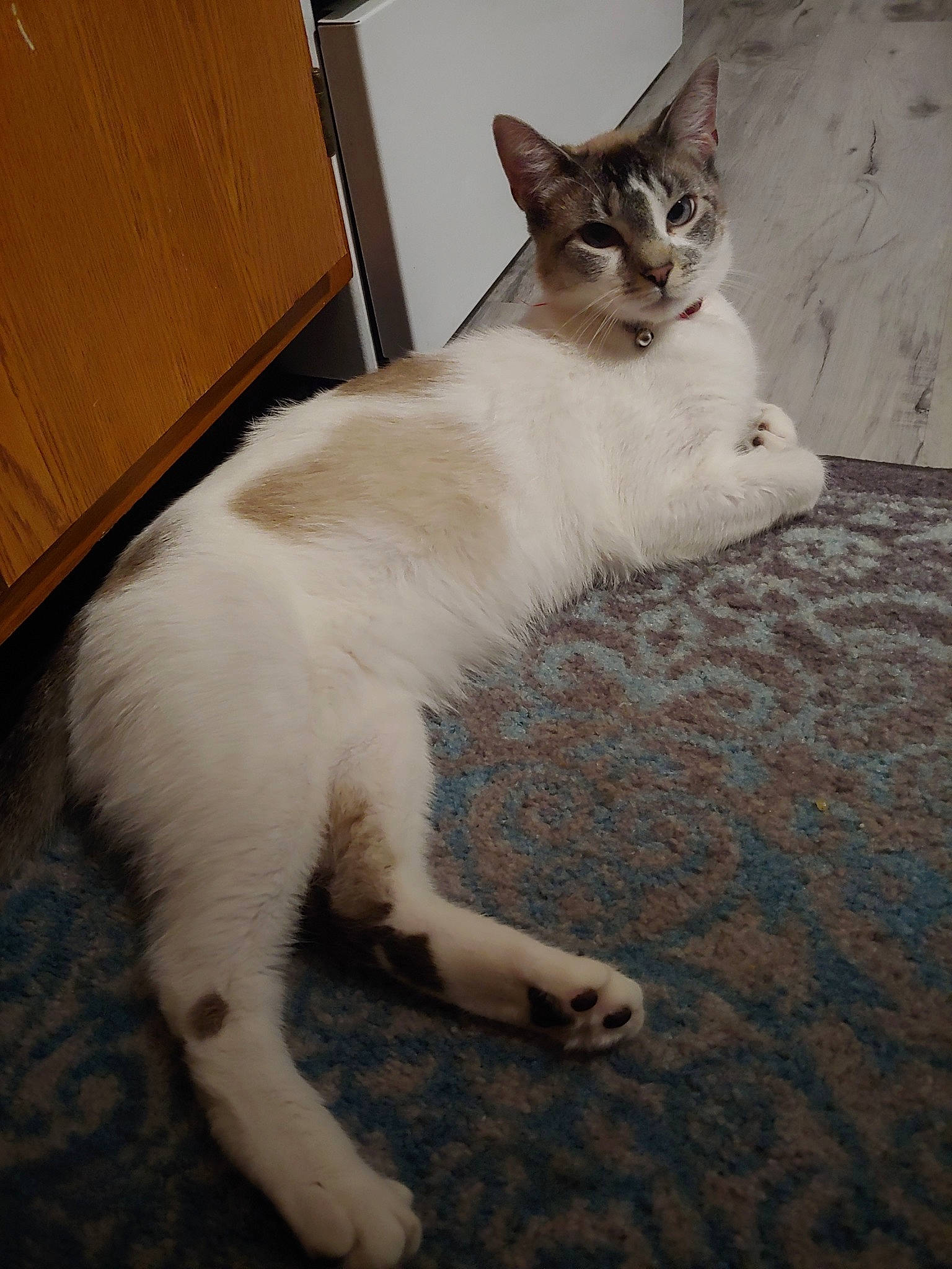 Squidward joined the competition — help win amazing prizes! aegean_cat, asian, carnivore, cat, domestic_short_haired_cat, felidae, fur, kitten, mammal, ojos_azules, polydactyl_cat, small_to_medium_sized_cats, tail, turkish_angora, turkish_van, whiskers