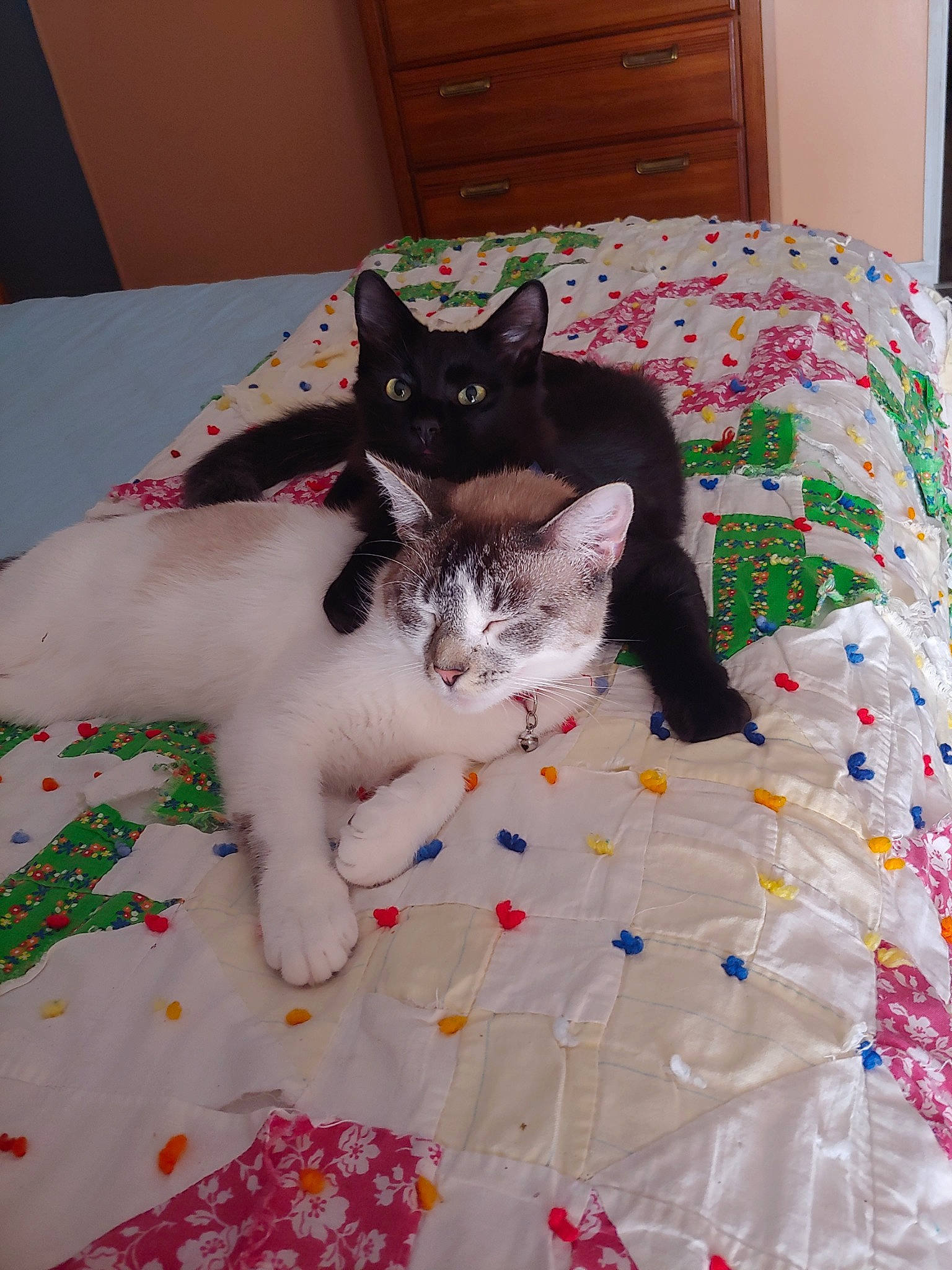 Squidward is registered to the contest to win money with this photo: asian, bed, black_cat, carnivore, cat, domestic_short_haired_cat, ear, felidae, fur, german_rex, kitten, linens, mammal, polydactyl_cat, quilt, room, small_to_medium_sized_cats, tail, textile, whiskers