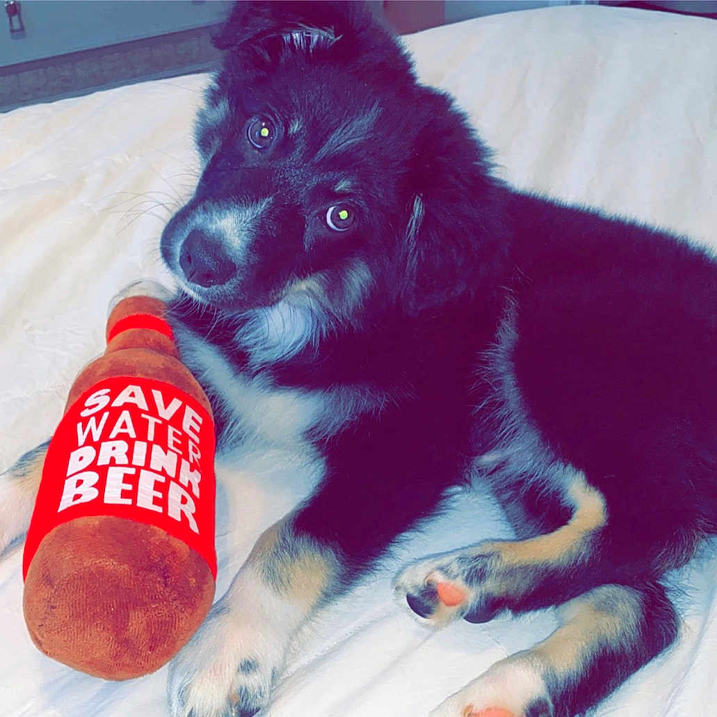 Harley joined the competition — help win amazing prizes! canidae, carnivore, companion_dog, dog, dog_breed, mammal, non_sporting_group, puppy, schipperke, sporting_group