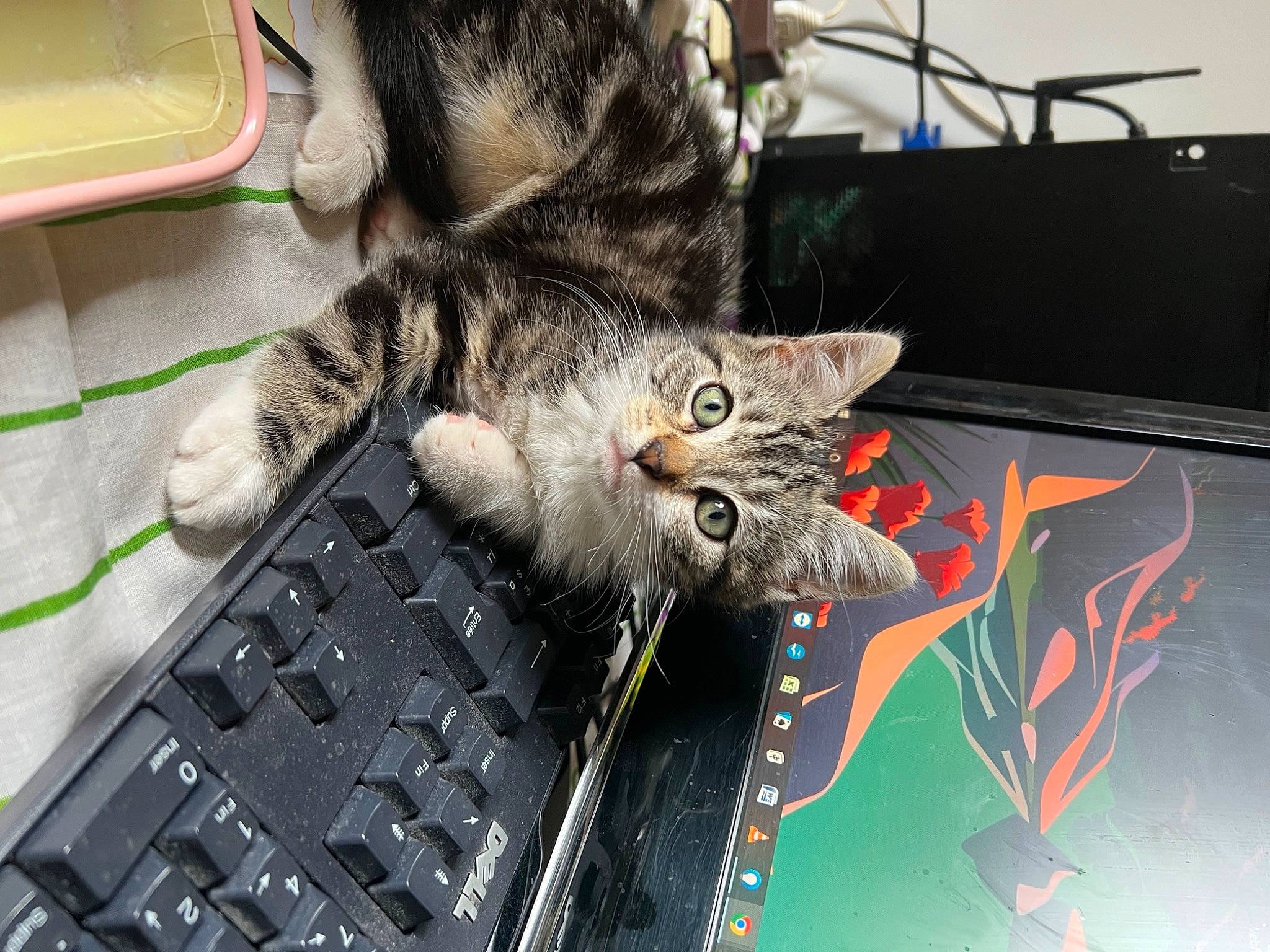 Grizouille a rejoint le concours — aidez-le/la à gagner de superbes lots ! carnivore, cat, computer, computer_hardware, computer_keyboard, domestic_short_haired_cat, electronic_device, felidae, input_device, lap, laptop, netbook, output_device, peripheral, personal_computer, small_to_medium_sized_cats, space_bar, tail, touchpad, whiskers