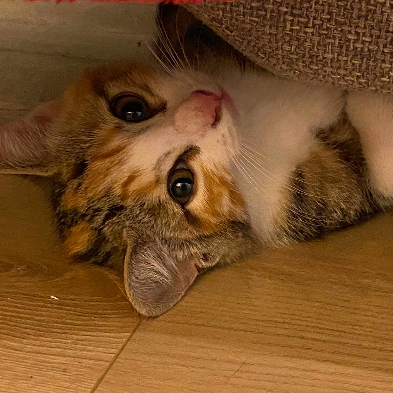 Lilo a rejoint le concours — aidez-le/la à gagner de superbes lots ! abyssinian, animal, cat, couch, furniture, hardwood, indoors, interiordesign, kitten, manx, person, pet, sleeping, snout, stainedwood, wood