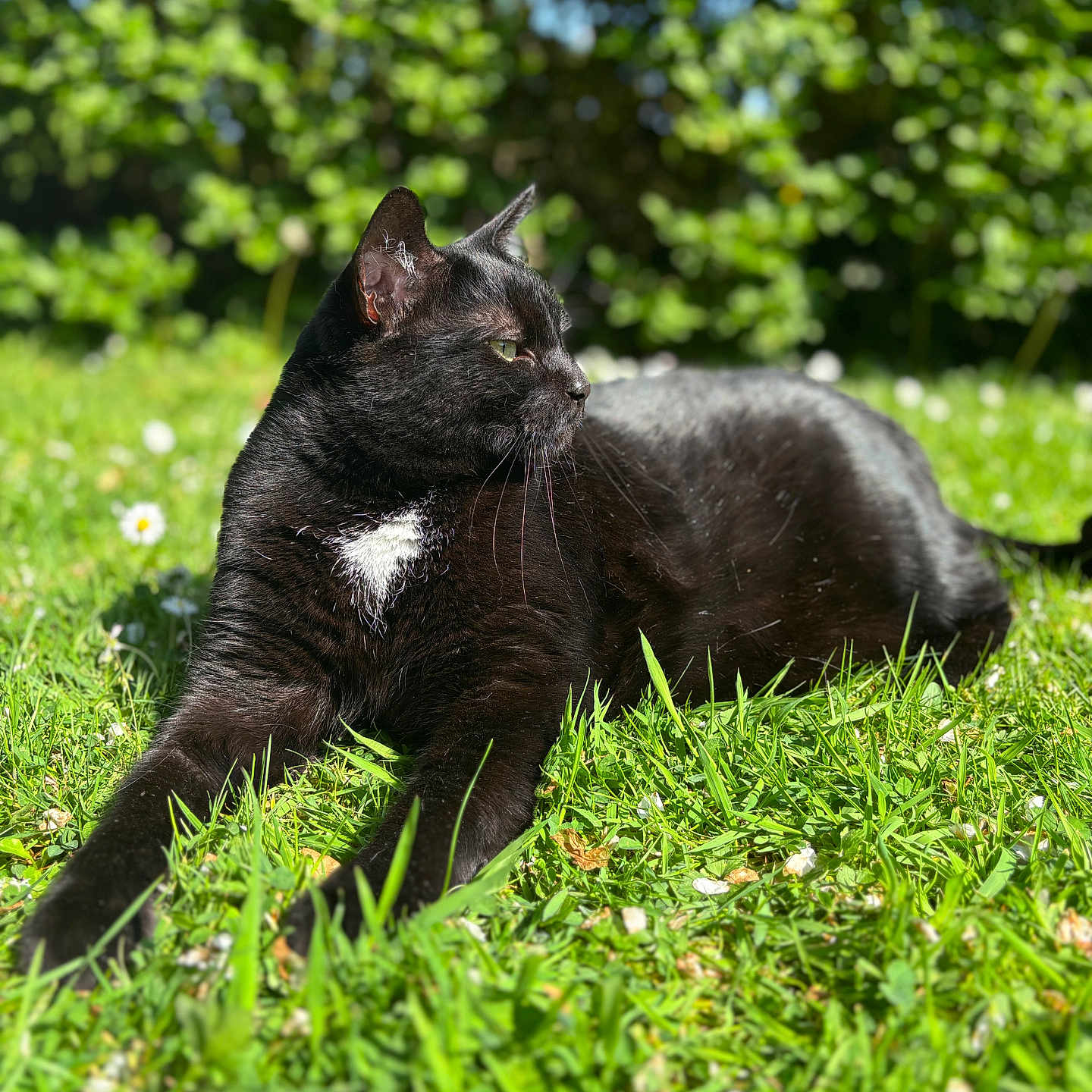 Flemmo participe au concours pour gagner de l'argent avec cette photo : animal, backyard, blackcat, cat, countryside, field, grass, grassland, green, kitten, lawn, manx, meadow, nature, outdoors, pet, plant, rural, vegetation, yard