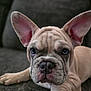 Krome joined the competition — help win amazing prizes! dog, puppy, french_bulldog, pet, close_up, ears, wrinkles, fur, cute, animal, face, lying_down, couch, indoor, domestic_animal, young, mammal, snout, portrait, attention