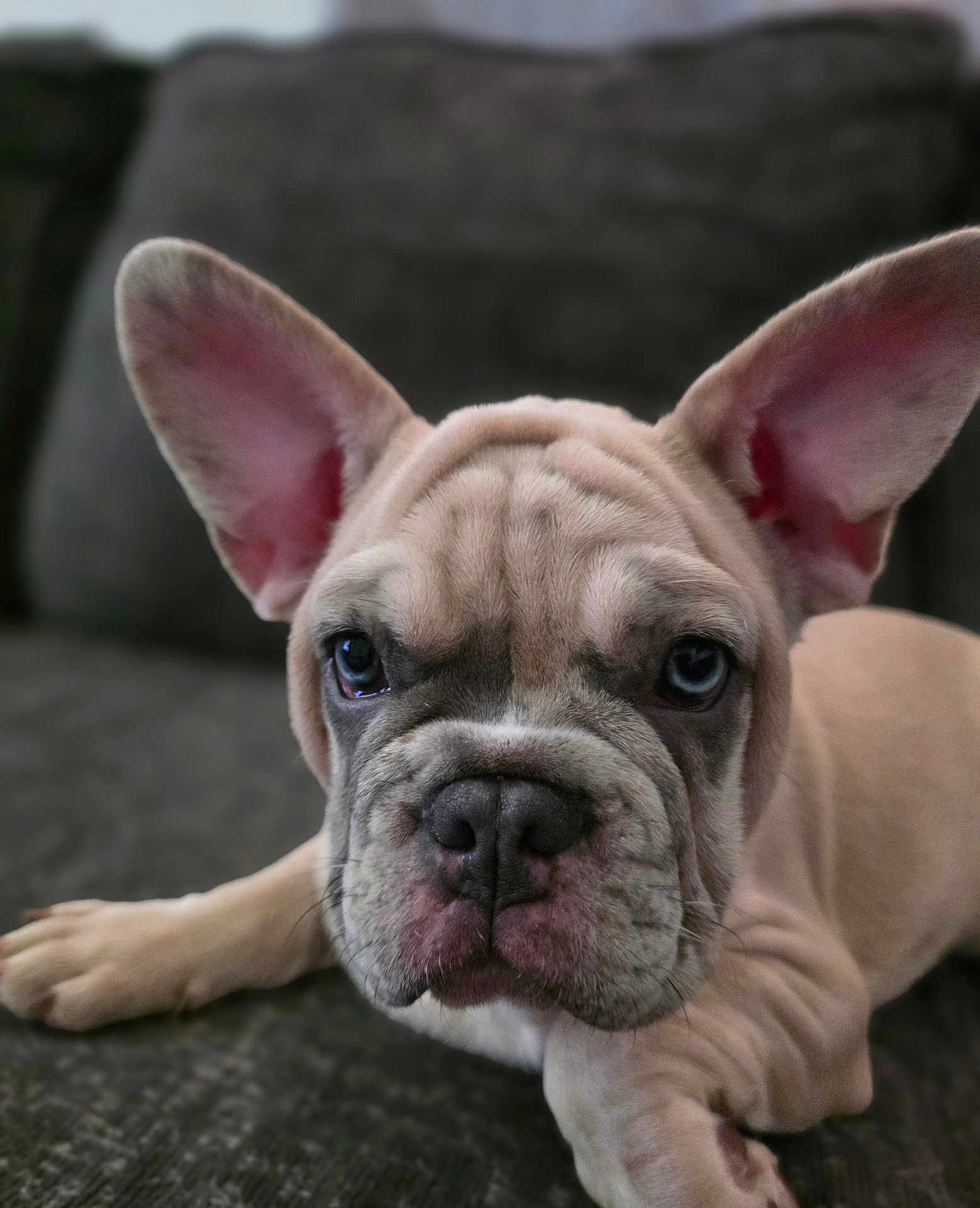 Krome joined the competition — help win amazing prizes! dog, puppy, french_bulldog, pet, close_up, ears, wrinkles, fur, cute, animal, face, lying_down, couch, indoor, domestic_animal, young, mammal, snout, portrait, attention