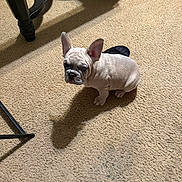 Krome joined the competition — help win amazing prizes! puppy, dog, french_bulldog, carpet, indoor, shadow, furniture, slippers, beige, pet, small_dog, cute, animal, looking_up, ears_up, floor, domestic, young, companion, resting
