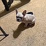 puppy, dog, french_bulldog, carpet, indoor, shadow, furniture, slippers, beige, pet, small_dog, cute, animal, looking_up, ears_up, floor, domestic, young, companion, resting