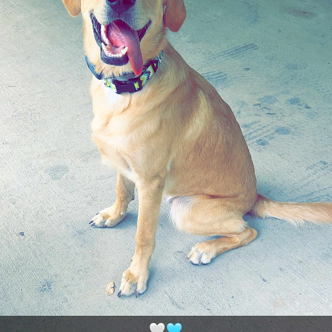 Blu joined the competition — help win amazing prizes! accessories, animal, beagle, bodypart, boxer, bulldog, canine, collar, dog, goldenretriever, hound, labradorretriever, leash, mouth, person, pet, puppy, strap, sunglasses, whitedog
