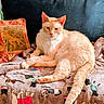 cat, cream_colored_cat, blanket, dog_pattern, couch, pillow, decorative_pillow, pet, feline, indoor, resting, relaxed, cozy, fur, animal, home, comfort, seated, cute, domestic