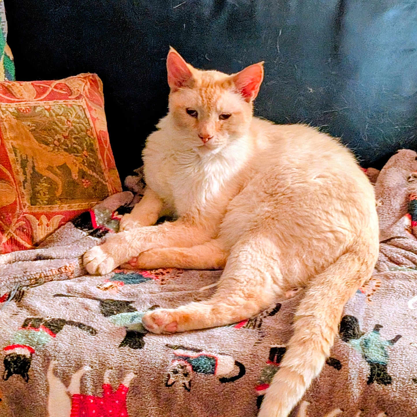 Simon joined the competition — help win amazing prizes! cat, cream_colored_cat, blanket, dog_pattern, couch, pillow, decorative_pillow, pet, feline, indoor, resting, relaxed, cozy, fur, animal, home, comfort, seated, cute, domestic