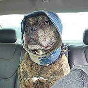 Coco is registered to the contest to win money with this photo: animal, attentive, backseat, brindle, canine, car_interior, closeup, collar, denim, dog, domestic_animal, ears, fabric, fur, looking, pet, portrait, seat, vehicle, window