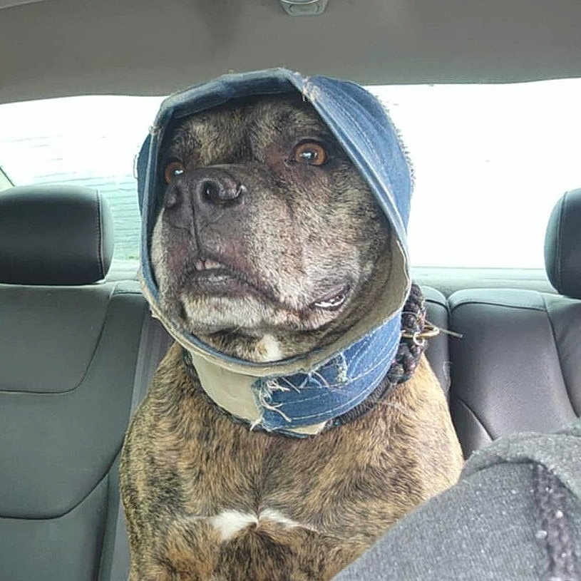 Coco is registered to the contest to win money with this photo: animal, attentive, backseat, brindle, canine, car_interior, closeup, collar, denim, dog, domestic_animal, ears, fabric, fur, looking, pet, portrait, seat, vehicle, window