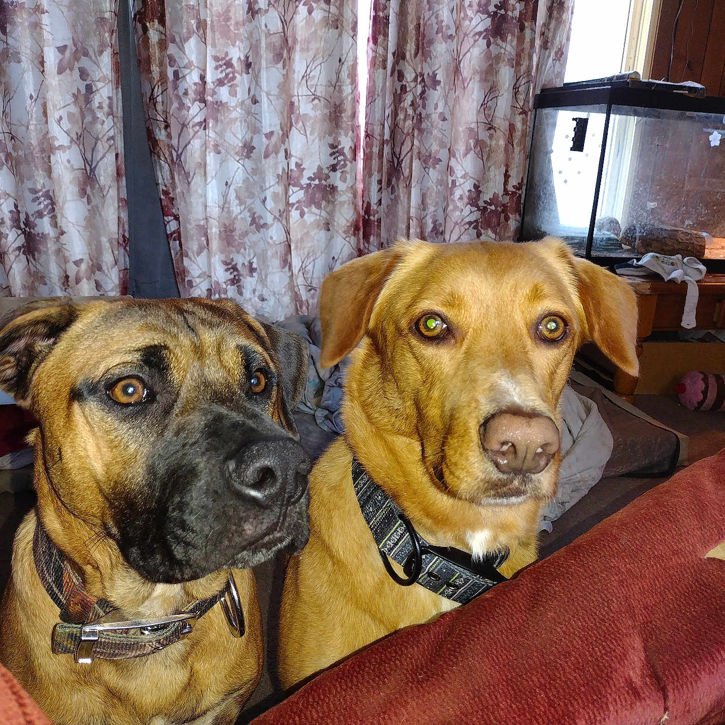 Hooch And Pd Besties