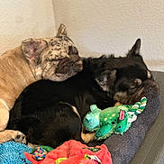 Milo And Rylo joined the competition — help win amazing prizes! animal, bed, black_dog, cozy, cute, dog, friendship, furry, indoor, nap, pet, plush_toy, puppy, relax, resting, sleeping, snuggling, soft, spotted_dog, toy