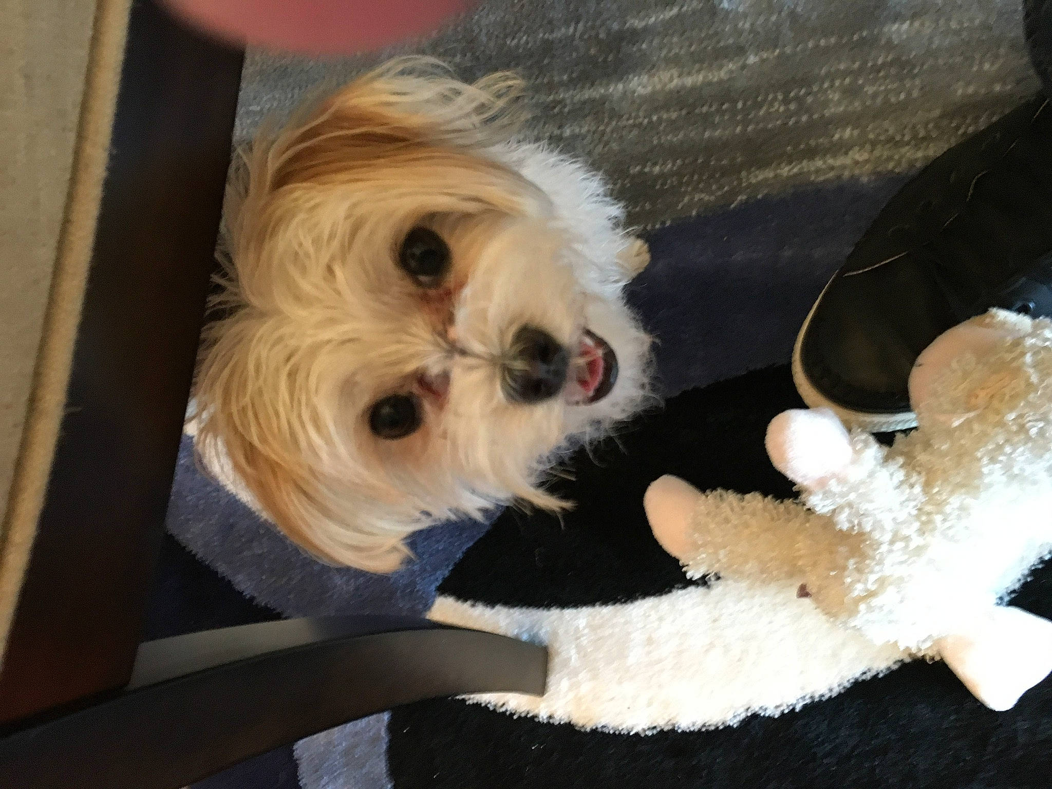Bailey joined the competition — help win amazing prizes! bichon, canidae, carnivore, cavachon, cockapoo, companion_dog, dog, dog_breed, havanese, lhasa_apso, lowchen, maltepoo, maltese, morkie, non_sporting_group, puppy, puppy_love, shih_tzu, tibetan_terrier, toy_dog