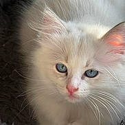 Athena participe au concours pour gagner de l'argent avec cette photo : kitten, cat, white_fur, blue_eyes, pink_nose, whiskers, fluffy, pet, animal, close_up, soft_light, resting, cute, feline, domestic_cat, young_cat, indoor, cozy, texture, fur