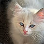kitten, cat, white_fur, blue_eyes, pink_nose, whiskers, fluffy, pet, animal, close_up, soft_light, resting, cute, feline, domestic_cat, young_cat, indoor, cozy, texture, fur