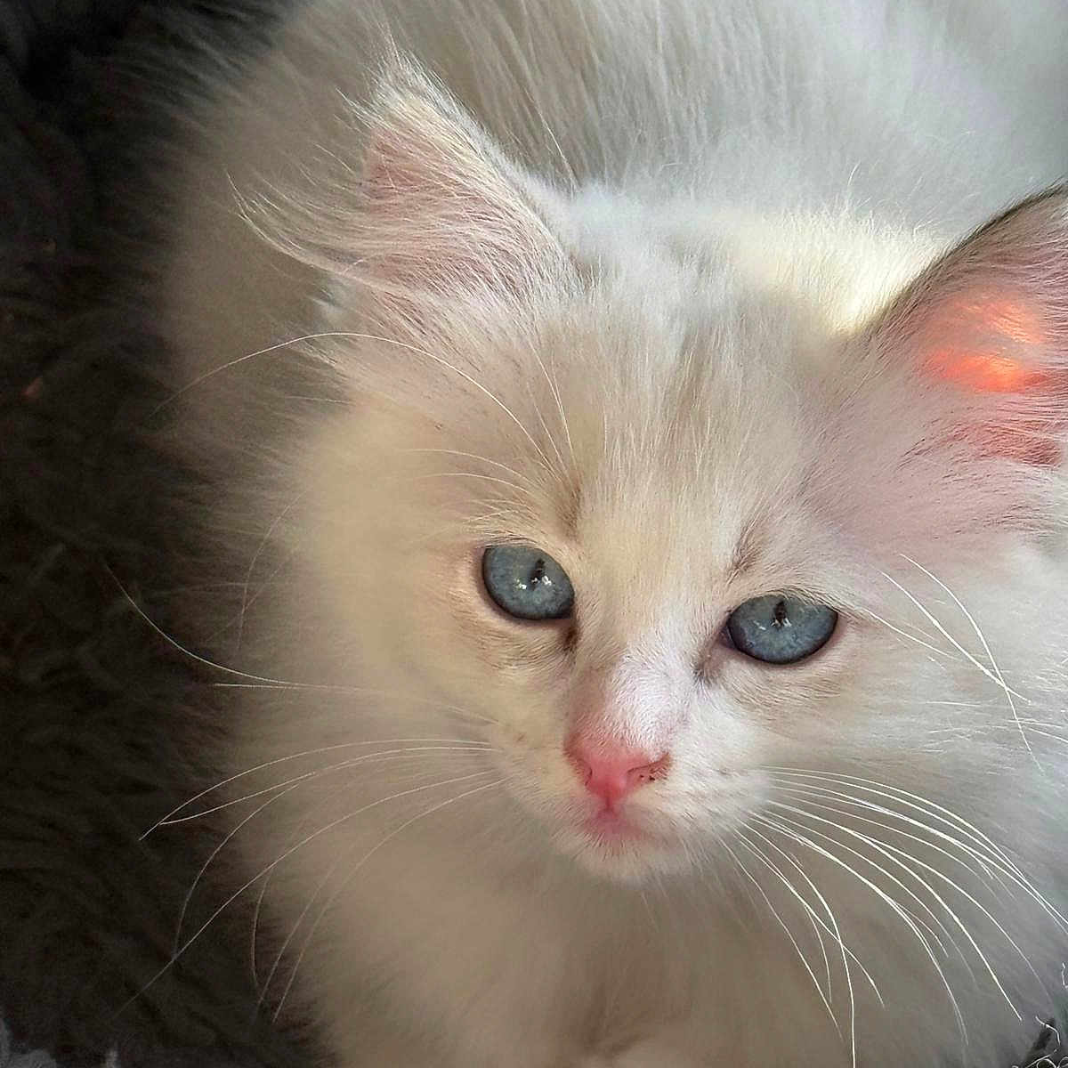 Athena participe au concours pour gagner de l'argent avec cette photo : animal, blue_eyes, cat, close_up, cozy, cute, domestic_cat, feline, fluffy, fur, indoor, kitten, pet, pink_nose, resting, soft_light, texture, whiskers, white_fur, young_cat