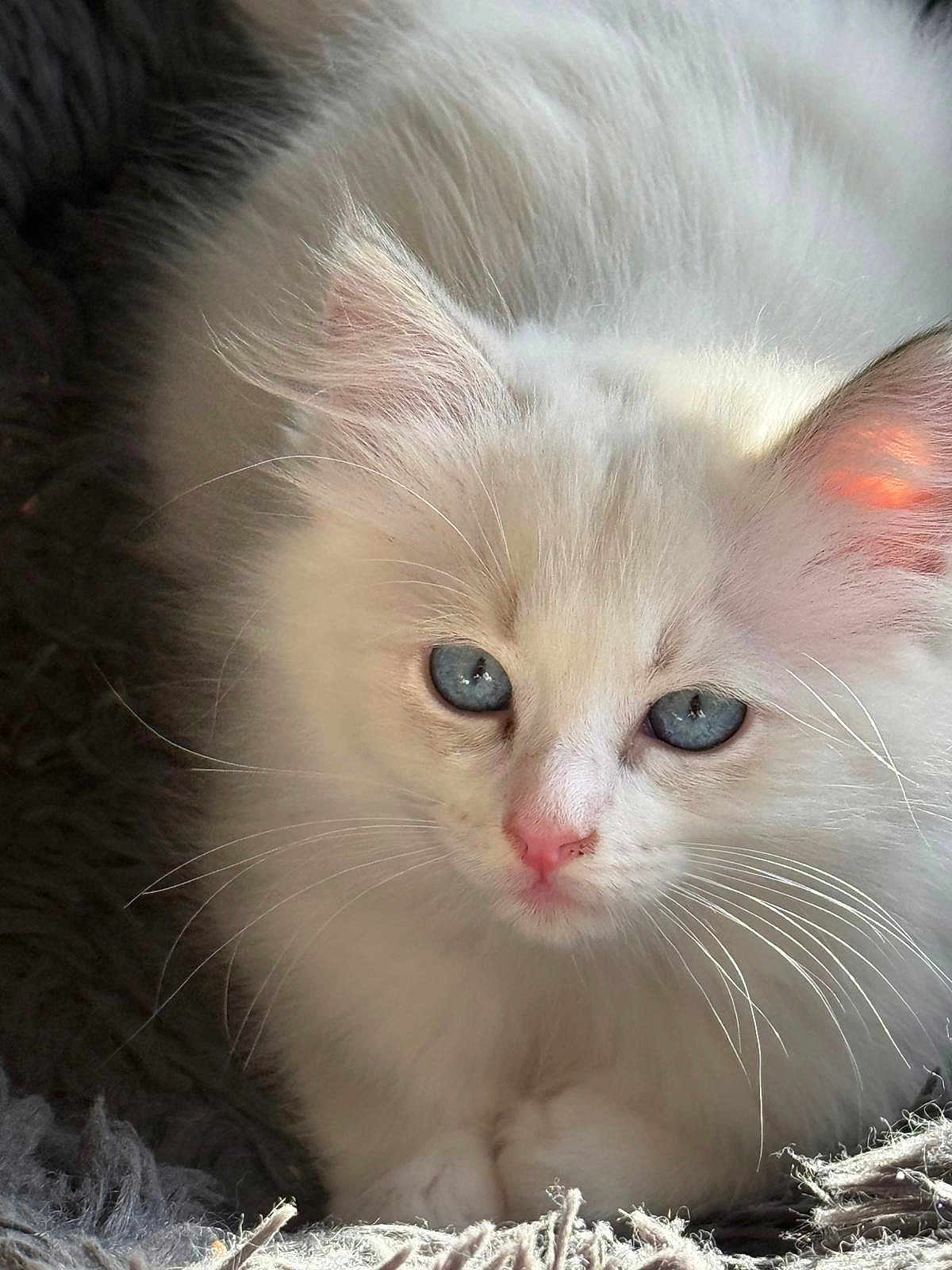 Athena participe au concours pour gagner de l'argent avec cette photo : kitten, cat, white_fur, blue_eyes, pink_nose, whiskers, fluffy, pet, animal, close_up, soft_light, resting, cute, feline, domestic_cat, young_cat, indoor, cozy, texture, fur