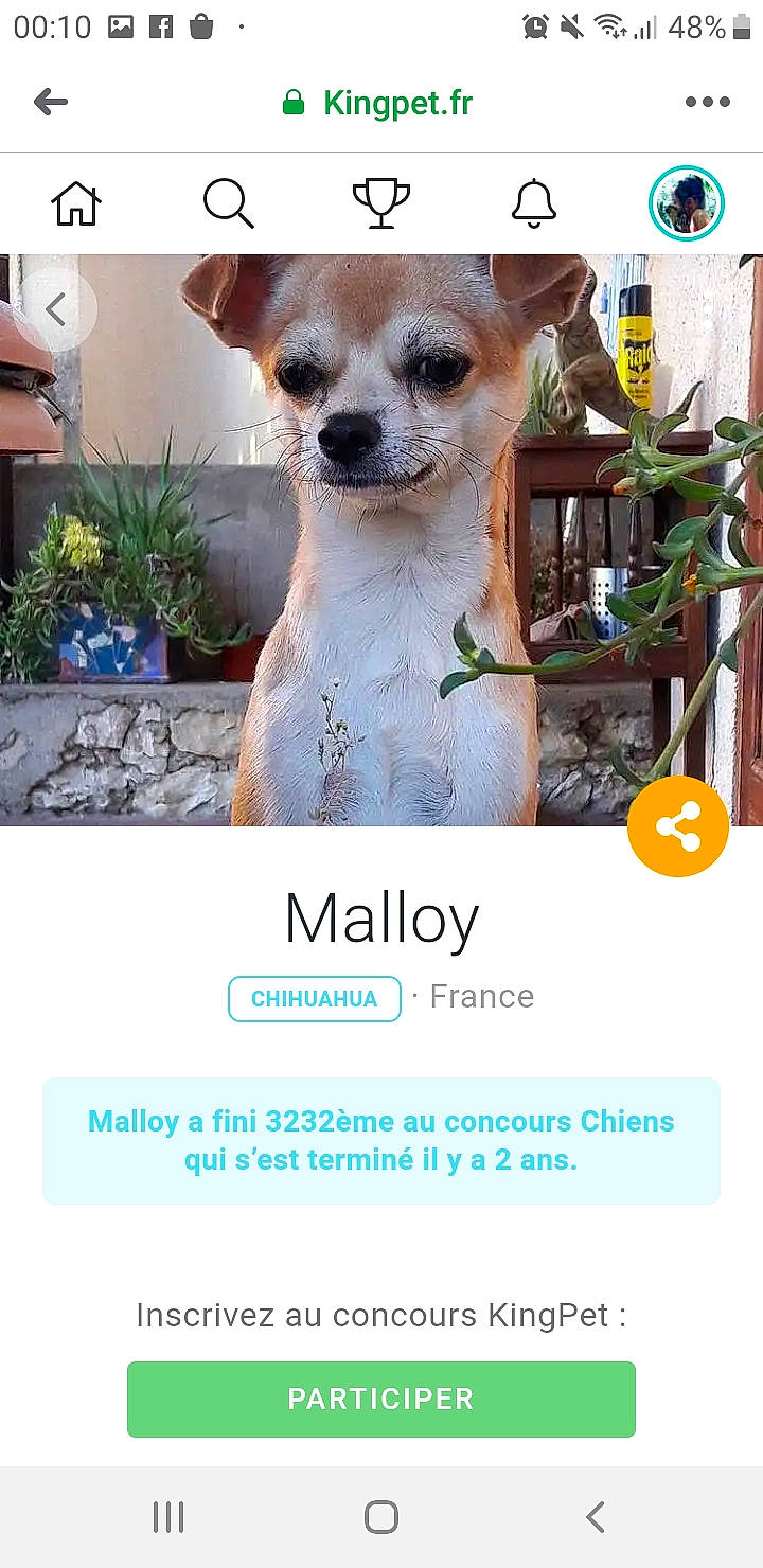 Ruby a rejoint le concours — aidez-le/la à gagner de superbes lots ! ancient_dog_breeds, canidae, carnivore, chihuahua, companion_dog, dog, dog_breed, fawn, photo_caption, puppy, screenshot, snout, toy_dog