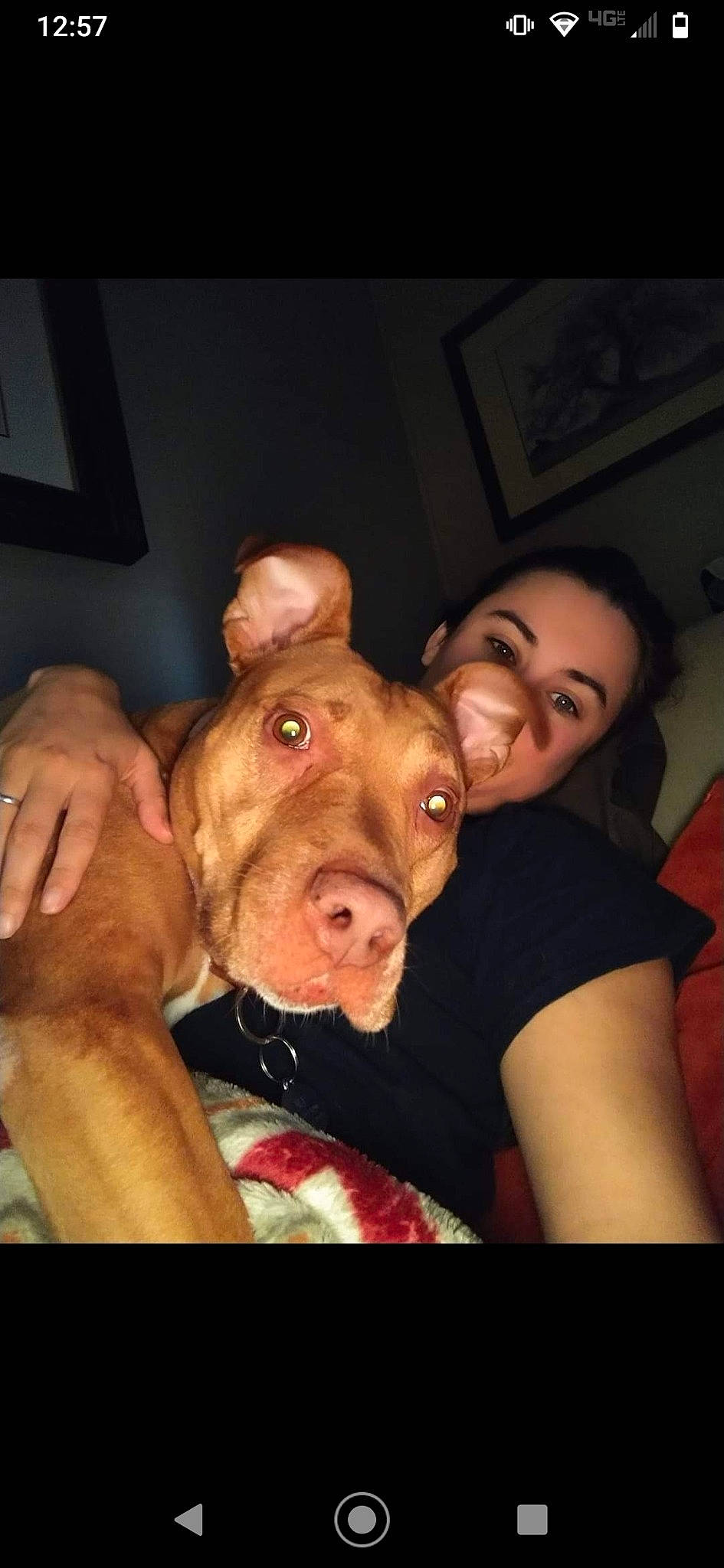 Jill is registered to the contest to win money with this photo: american_pit_bull_terrier, canidae, carnivore, dog, dog_breed, ear, fawn, fun, head, jaw, mammal, mouth, non_sporting_group, nose, photography, pit_bull, selfie, snout, sporting_group, vizsla