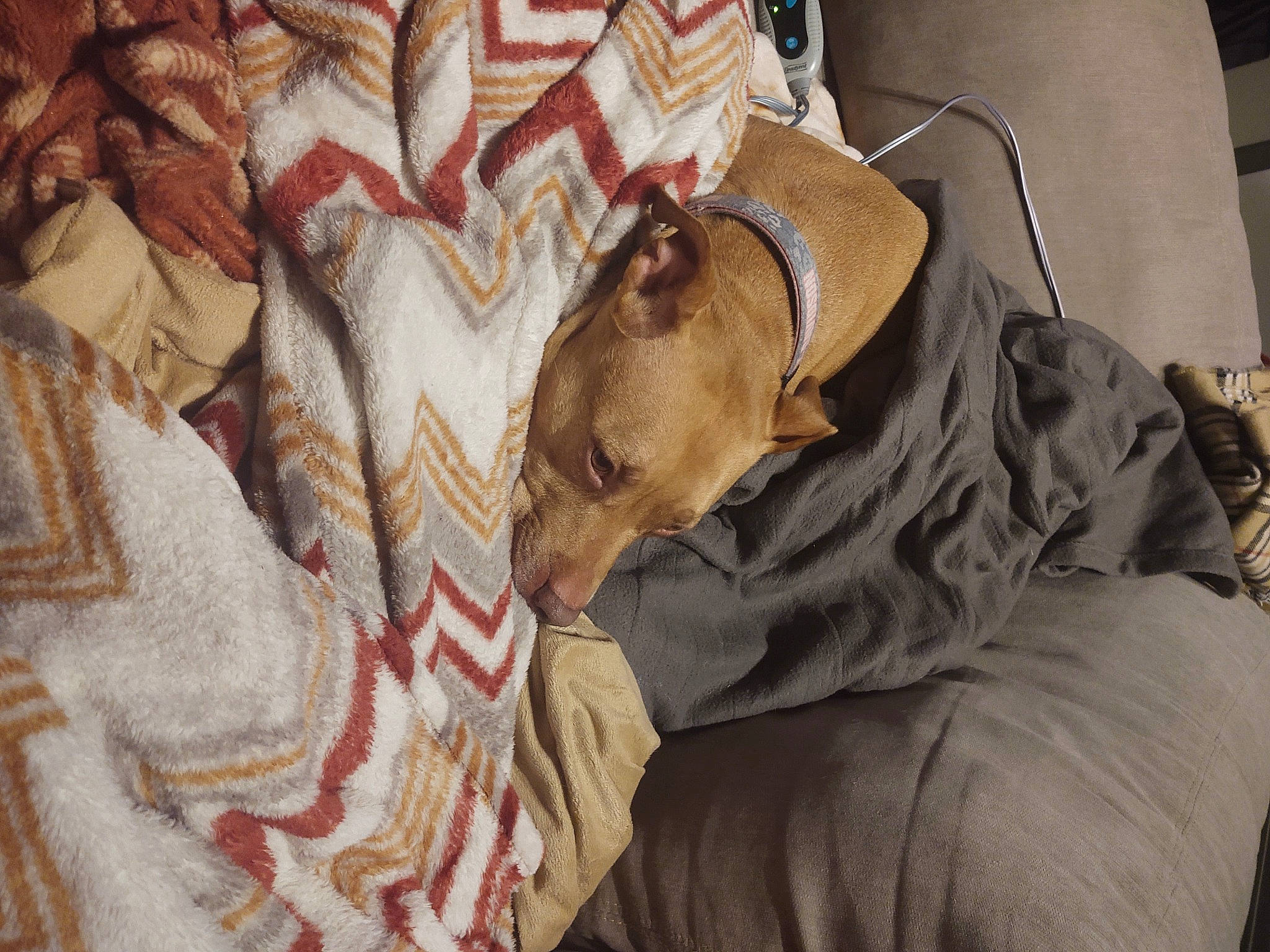 Jill joined the competition — help win amazing prizes! beige, blanket, brown, canidae, carnivore, collar, companion_dog, dog, dog_breed, dog_supply, fawn, fedora, liver, sporting_group, tan, working_animal, working_dog