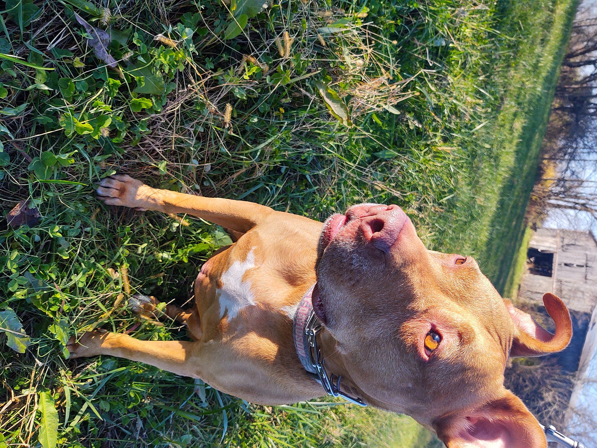 Jill joined the competition — help win amazing prizes! canidae, carnivore, collar, companion_dog, dog, dog_breed, dog_collar, fawn, grass_family, guard_dog, hunting_dog, liver, mammal, snout, sporting_group, summer, tail, working_animal, working_dog