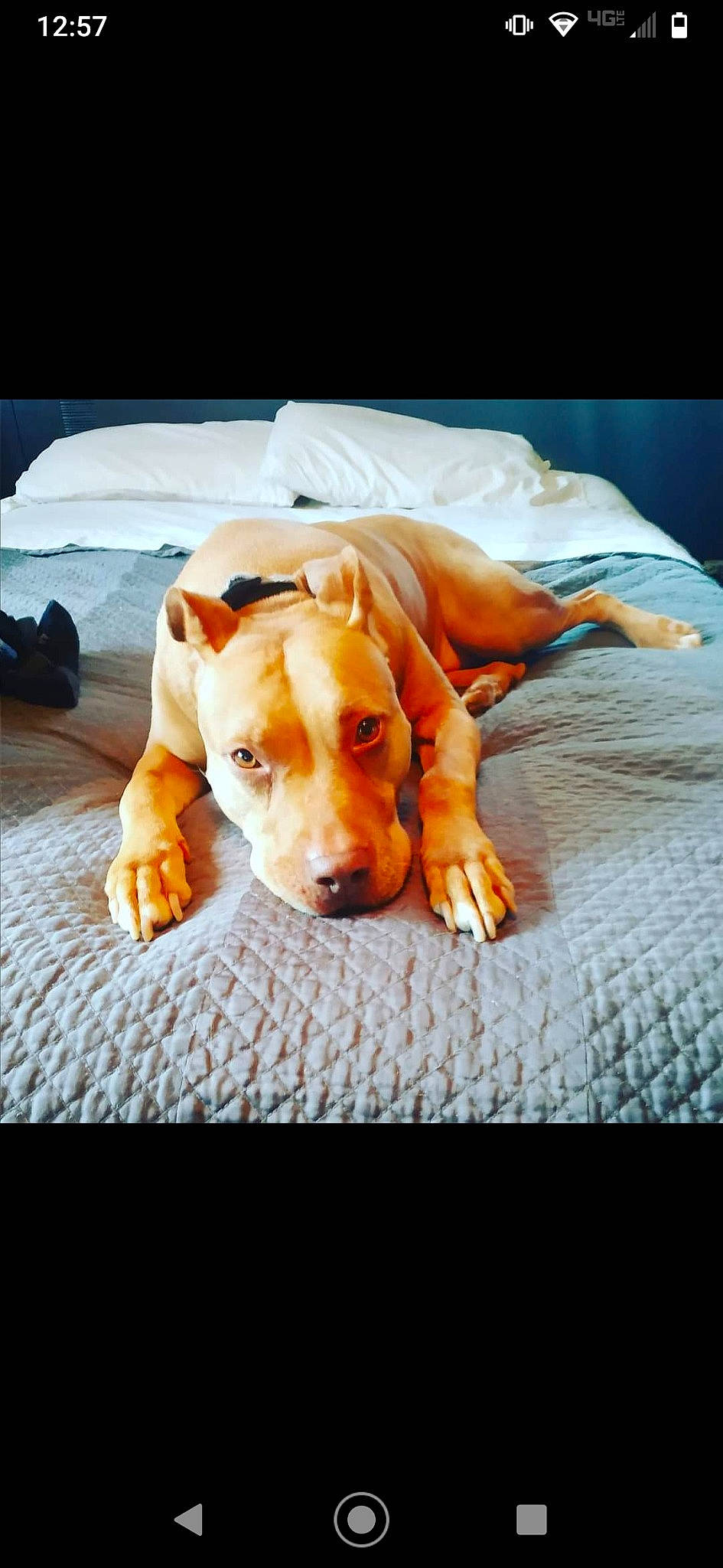 Jill is registered to the contest to win money with this photo: american_pit_bull_terrier, american_staffordshire_terrier, canidae, carnivore, companion_dog, dog, dog_breed, fawn, mammal, non_sporting_group, nose, puppy, snout