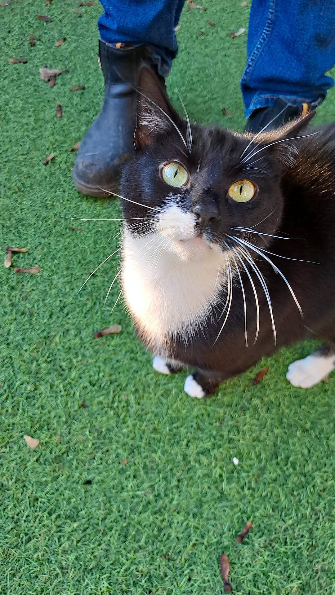 Joey is registered to the contest to win money with this photo: black_cat, carnivore, cat, collar, dog_breed, domestic_short_haired_cat, electric_blue, felidae, foot, fur, grass, groundcover, human_leg, lawn, paw, small_to_medium_sized_cats, snout, tail, terrestrial_animal, whiskers