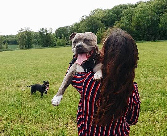 Aïko a rejoint le concours — aidez-le/la à gagner de superbes lots ! canidae, carnivore, companion_dog, dog, dog_breed, dog_walking, hunting_dog, mammal, miniature_schnauzer, patterdale_terrier, pit_bull, puppy, sporting_group, terrier, vertebrate