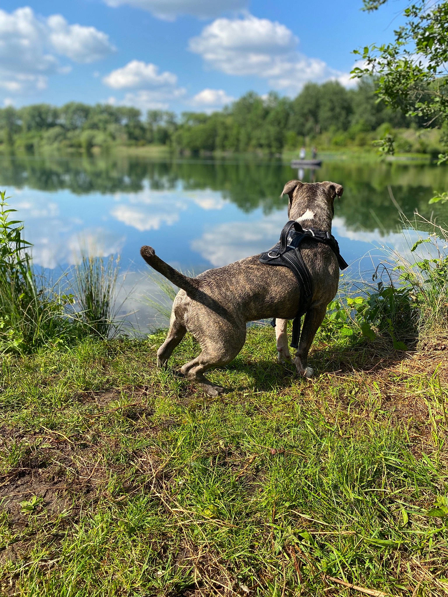 Aïko participe au concours pour gagner de l'argent avec cette photo : american_pit_bull_terrier, american_staffordshire_terrier, bank, canidae, carnivore, dog, dog_breed, fawn, guard_dog, hunting_dog, non_sporting_group, perro_de_presa_canario, sporting_group, staffordshire_bull_terrier, vertebrate, weimaraner, working_dog