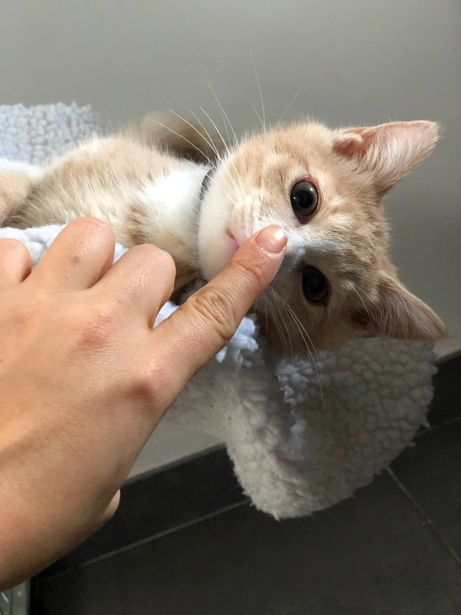 Moscú participe au concours pour gagner de l'argent avec cette photo : carnivore, cat, claw, colorpoint_shorthair, domestic_short_haired_cat, ear, fawn, felidae, fur, kitten, paw, polydactyl_cat, small_to_medium_sized_cats, snout, turkish_van, whiskers