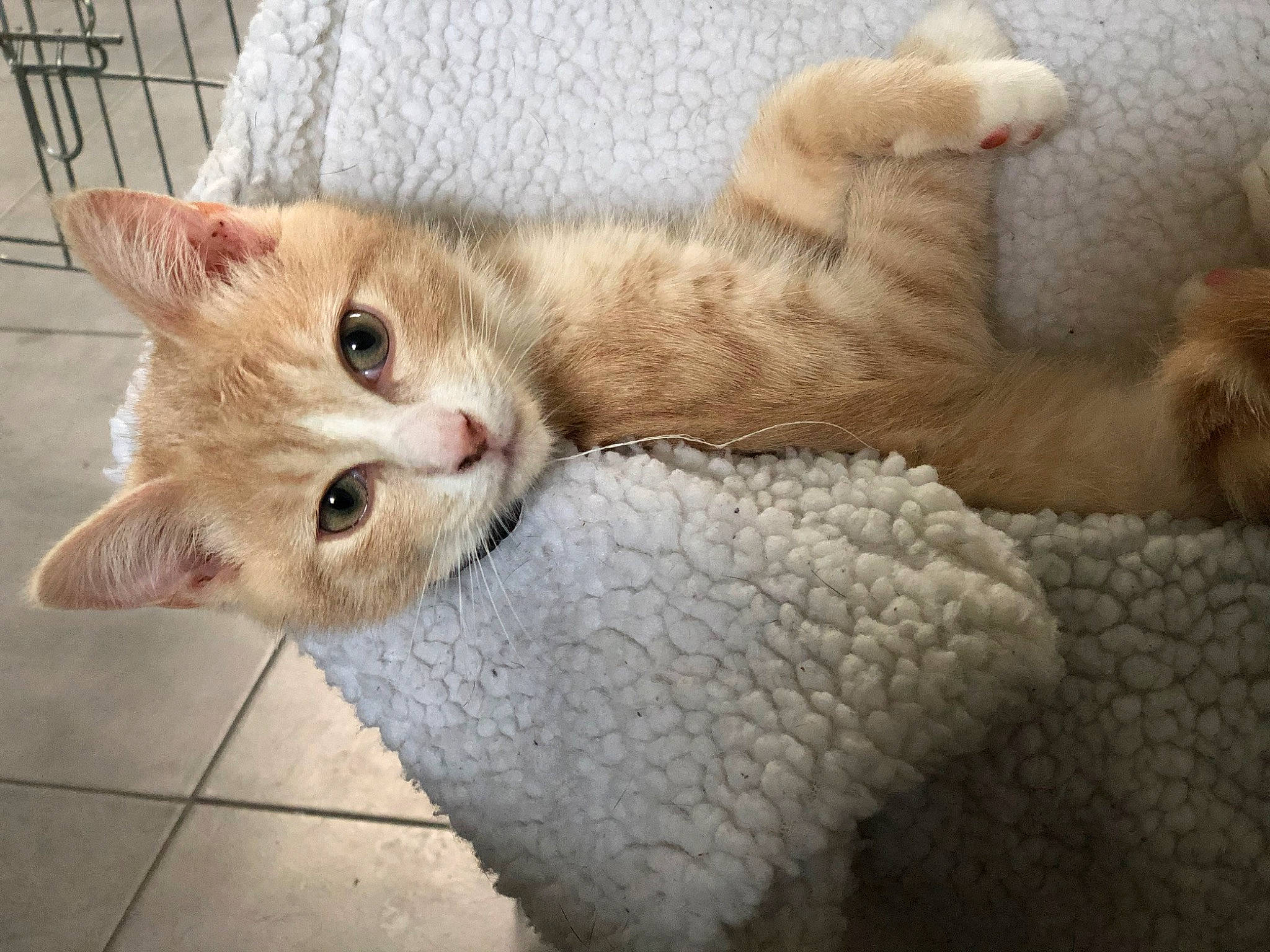 Moscú a rejoint le concours — aidez-le/la à gagner de superbes lots ! aegean_cat, carnivore, cat, domestic_short_haired_cat, european_shorthair, eye, felidae, fur, german_rex, kitten, mammal, nose, paw, polydactyl_cat, skin, small_to_medium_sized_cats, snout, tabby_cat, turkish_van, whiskers