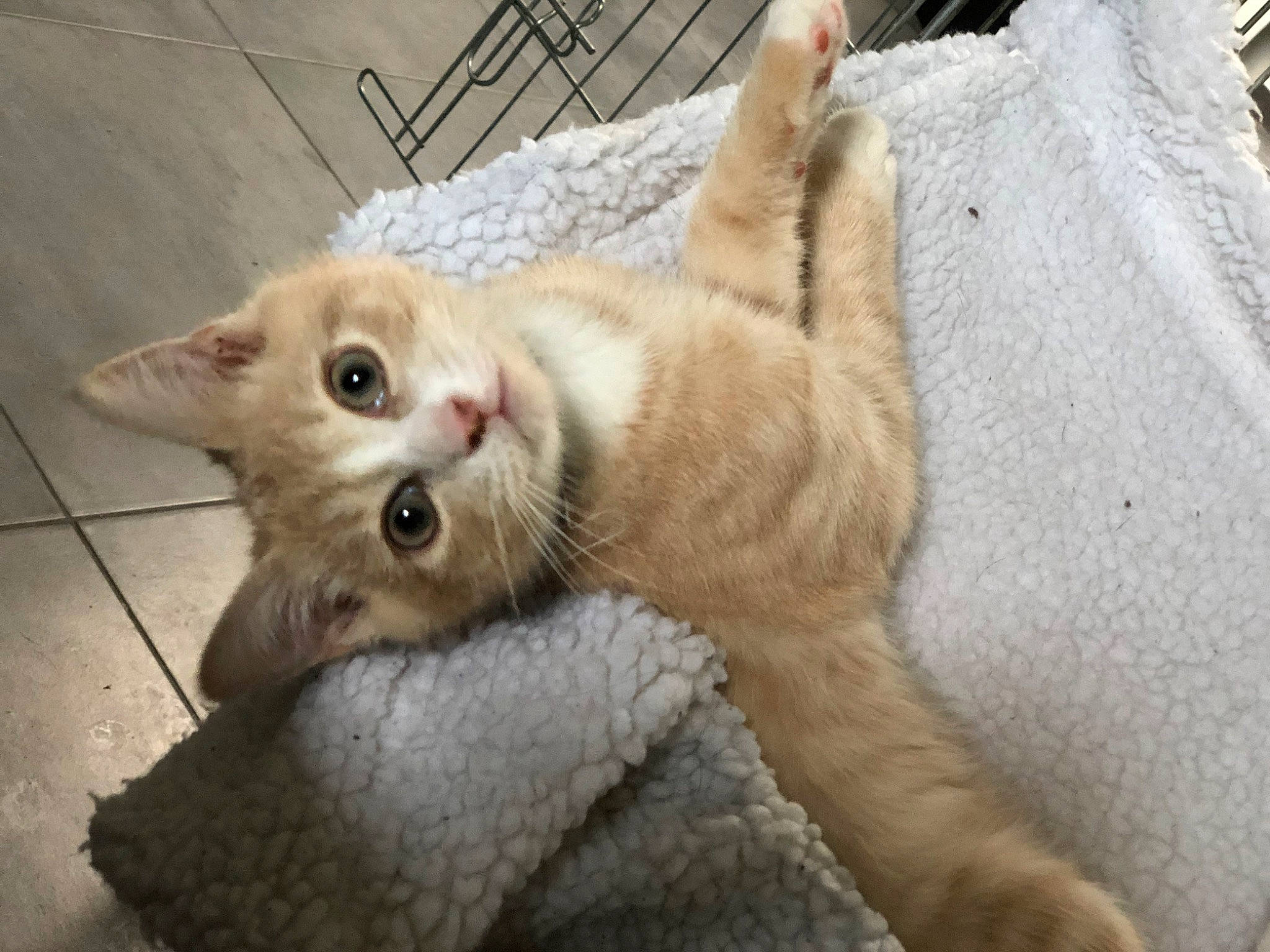 Moscú a rejoint le concours — aidez-le/la à gagner de superbes lots ! aegean_cat, arabian_mau, carnivore, cat, claw, domestic_short_haired_cat, european_shorthair, fawn, felidae, german_rex, kitten, mammal, ojos_azules, paw, singapura, small_to_medium_sized_cats, snout, tabby_cat, vertebrate, whiskers