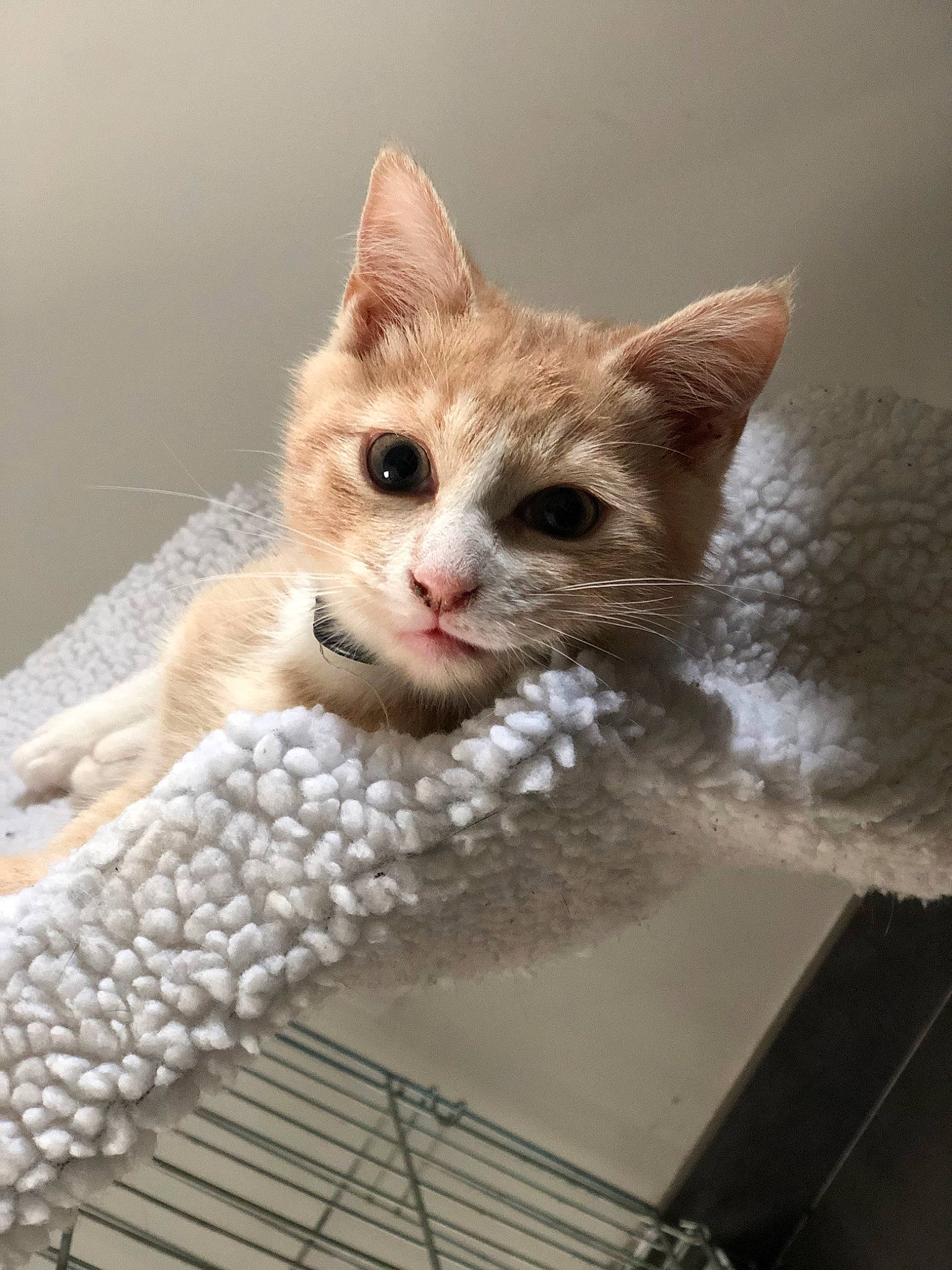 Moscú a rejoint le concours — aidez-le/la à gagner de superbes lots ! aegean_cat, american_wirehair, arabian_mau, asian, burmilla, carnivore, cat, domestic_short_haired_cat, european_shorthair, fawn, felidae, german_rex, kitten, ojos_azules, polydactyl_cat, small_to_medium_sized_cats, snout, tabby_cat, turkish_van, whiskers