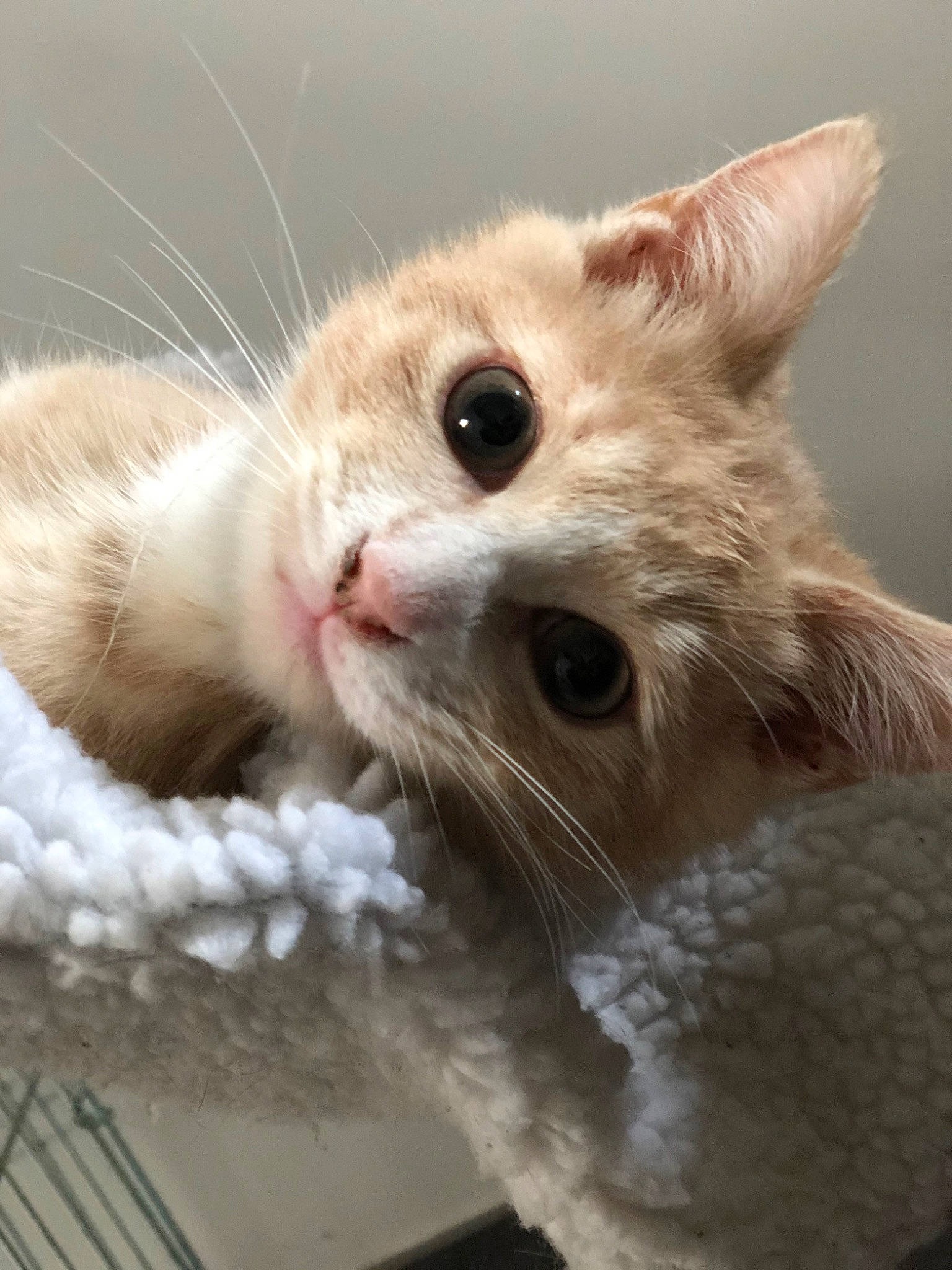 Moscú a rejoint le concours — aidez-le/la à gagner de superbes lots ! aegean_cat, american_curl, british_semi_longhair, carnivore, cat, fawn, felidae, german_rex, kitten, laperm, mammal, munchkin, ojos_azules, paw, polydactyl_cat, small_to_medium_sized_cats, snout, turkish_angora, turkish_van, whiskers