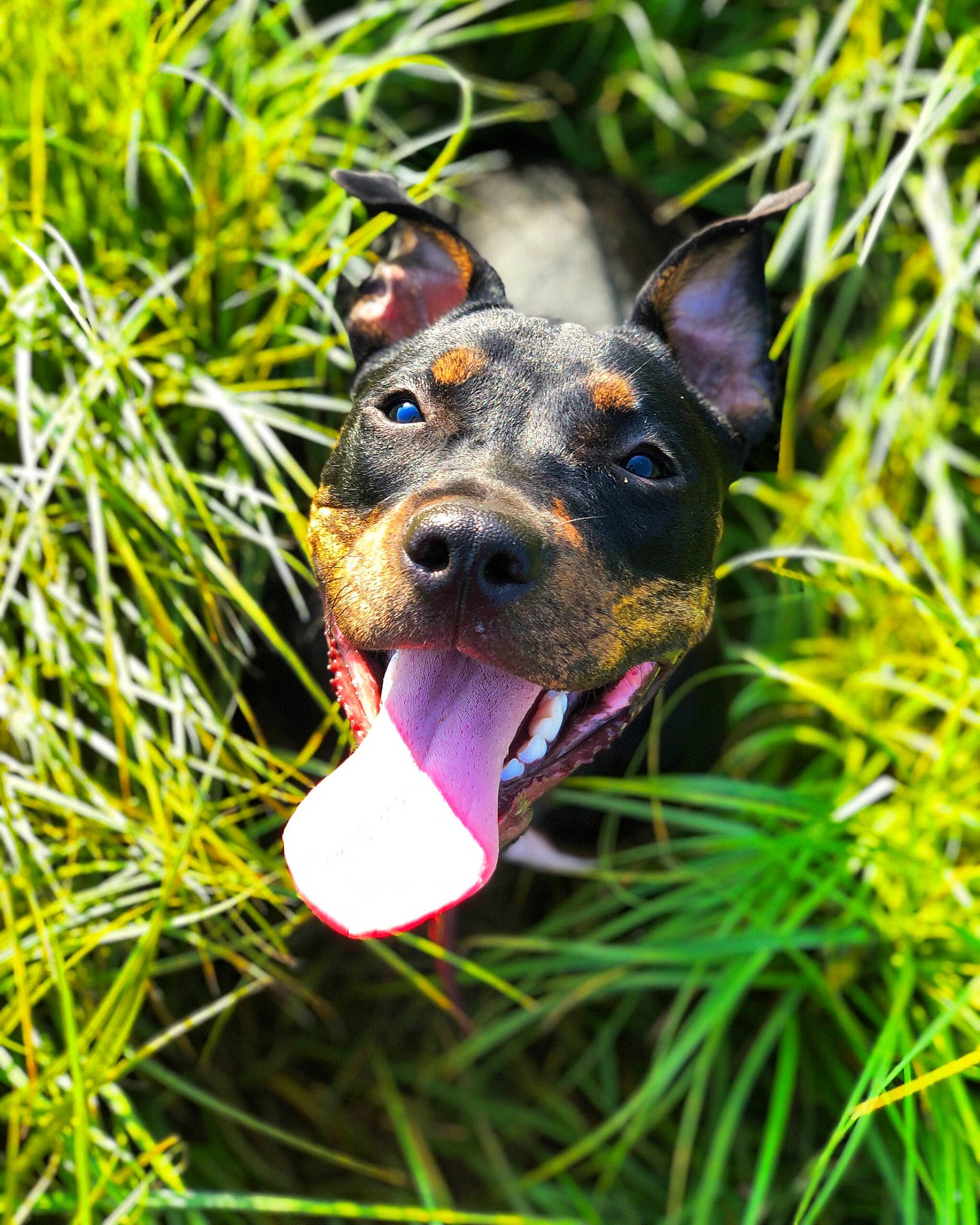 Naïa participe au concours pour gagner de l'argent avec cette photo : australian_kelpie, black_and_tan_terrier, canidae, carnivore, dog, dog_breed, dog_collar, german_pinscher, grass, guard_dog, mammal, miniature_pinscher, pinscher, plant, snout, vertebrate, working_dog