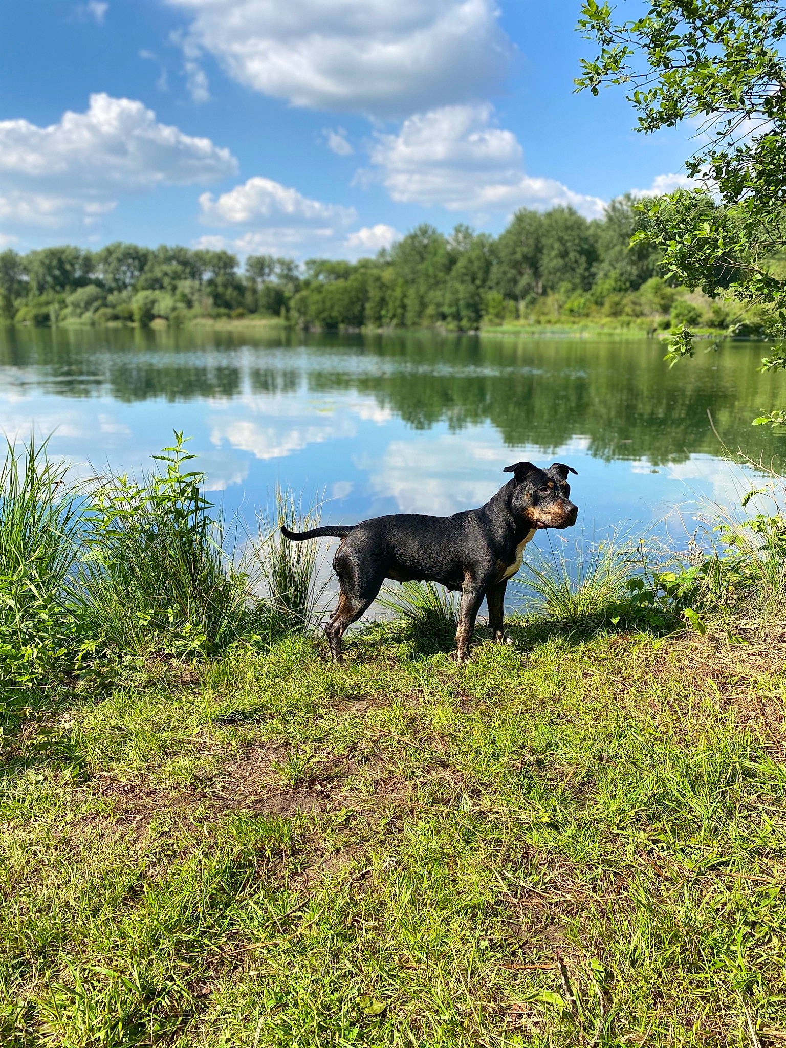 Naïa participe au concours pour gagner de l'argent avec cette photo : bank, canidae, carnivore, dog, dog_breed, guard_dog, huntaway, hunting_dog, jagdterrier, lake, patterdale_terrier, river, sporting_group, tail, tree, vertebrate, working_dog
