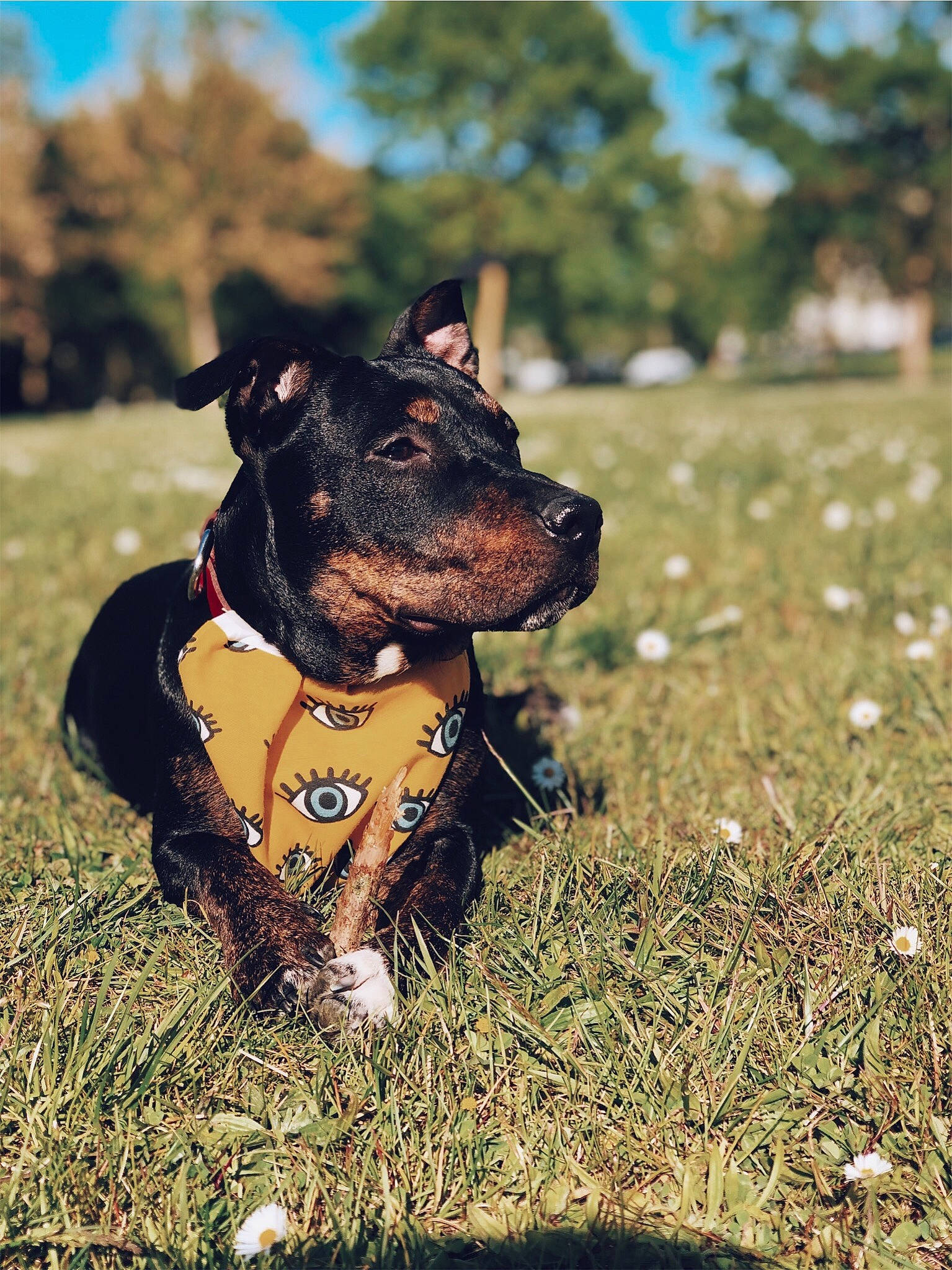 Naïa participe au concours pour gagner de l'argent avec cette photo : canidae, carnivore, companion_dog, dobermann, dog, dog_breed, german_pinscher, grass, guard_dog, hunting_dog, jagdterrier, mammal, miniature_pinscher, patterdale_terrier, plant, rare_breed_dog, rottweiler, snout, sporting_group, vertebrate